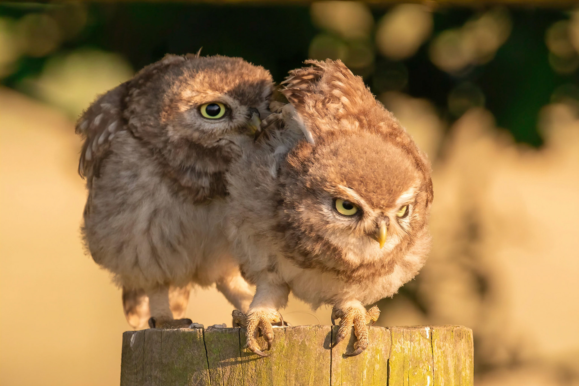 Little Owl ⒸArthur Cicada 2022