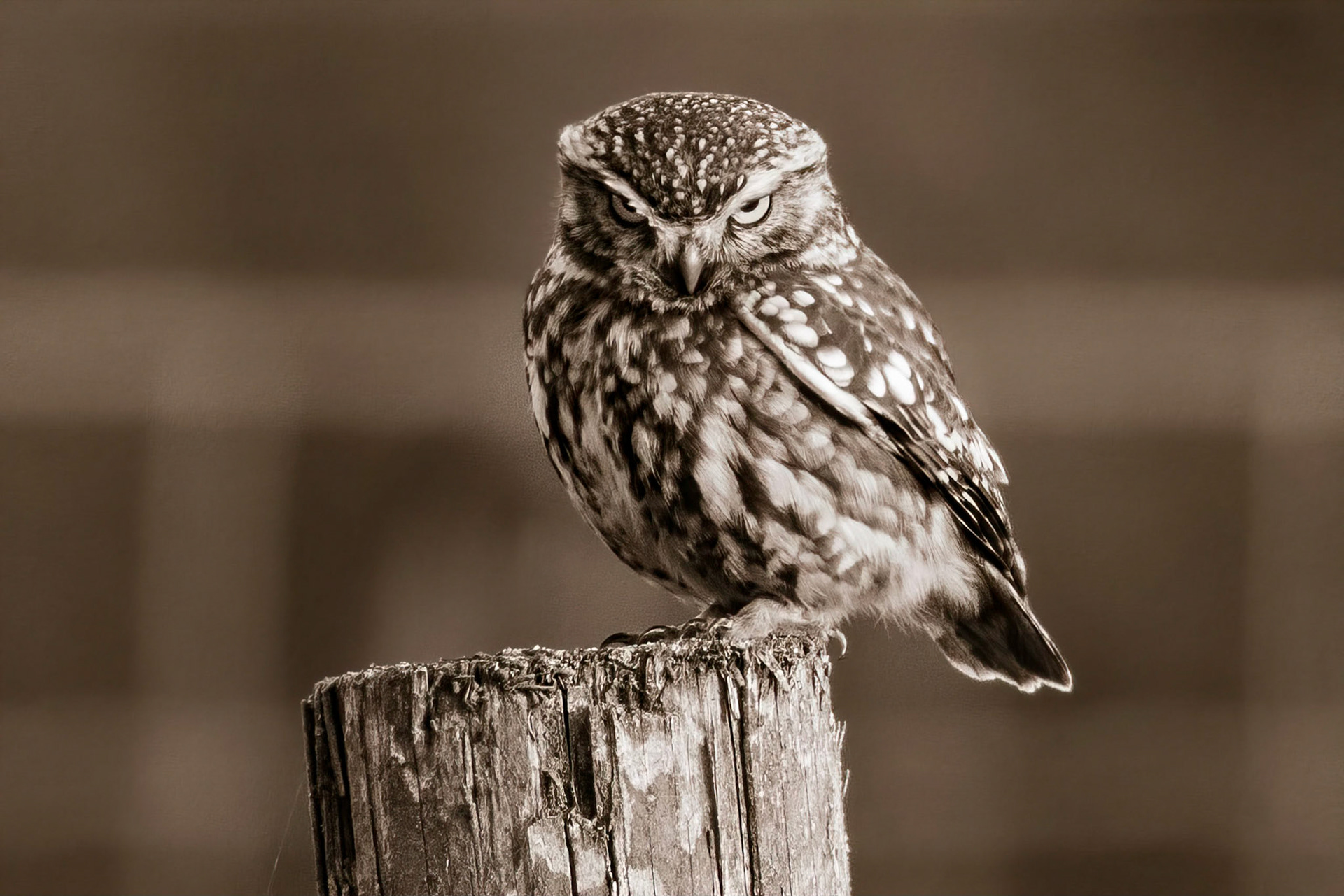 Little Owl ⒸArthur Cicada 2022