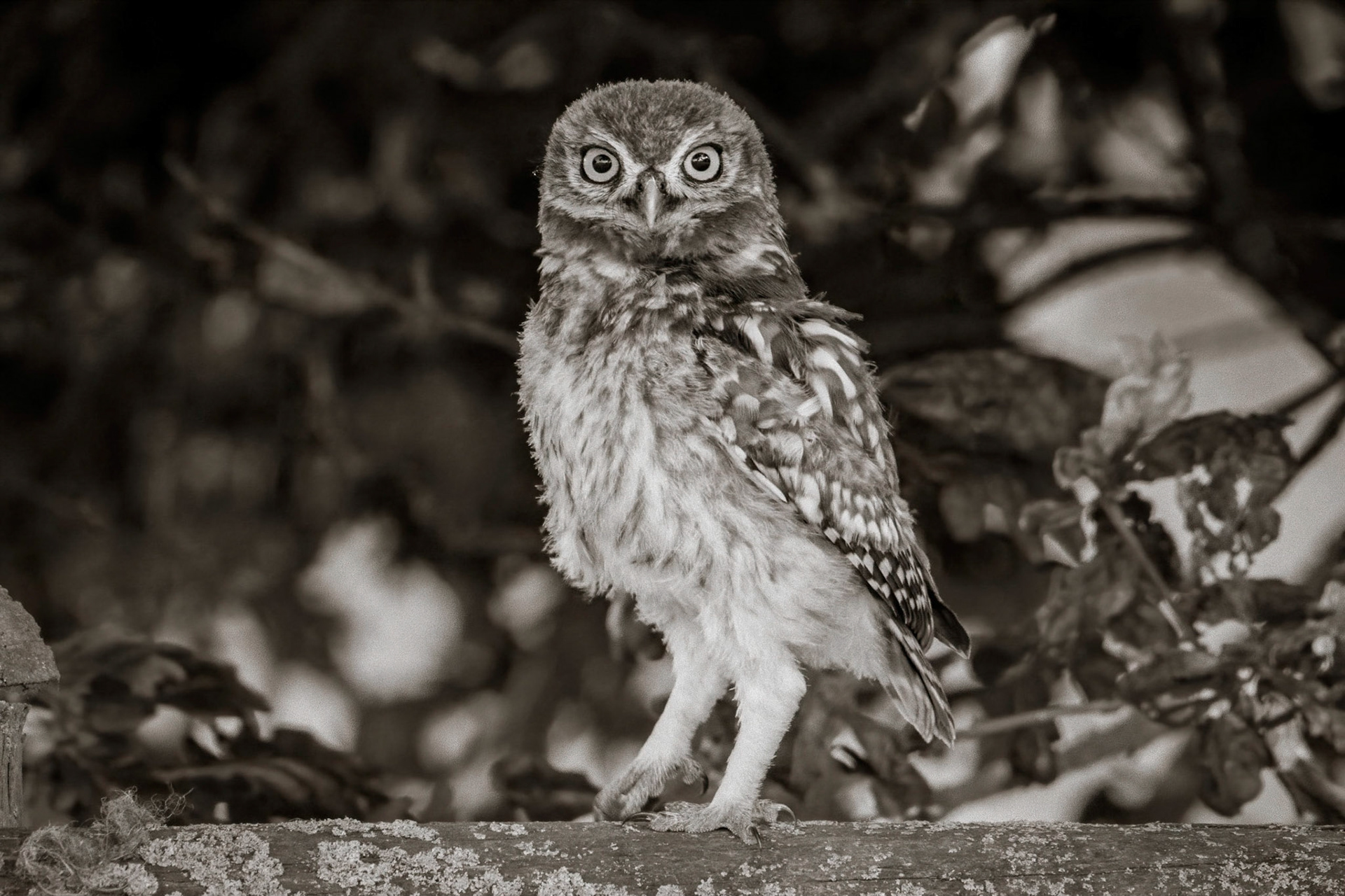 Little Owl ⒸArthur Cicada 2022
