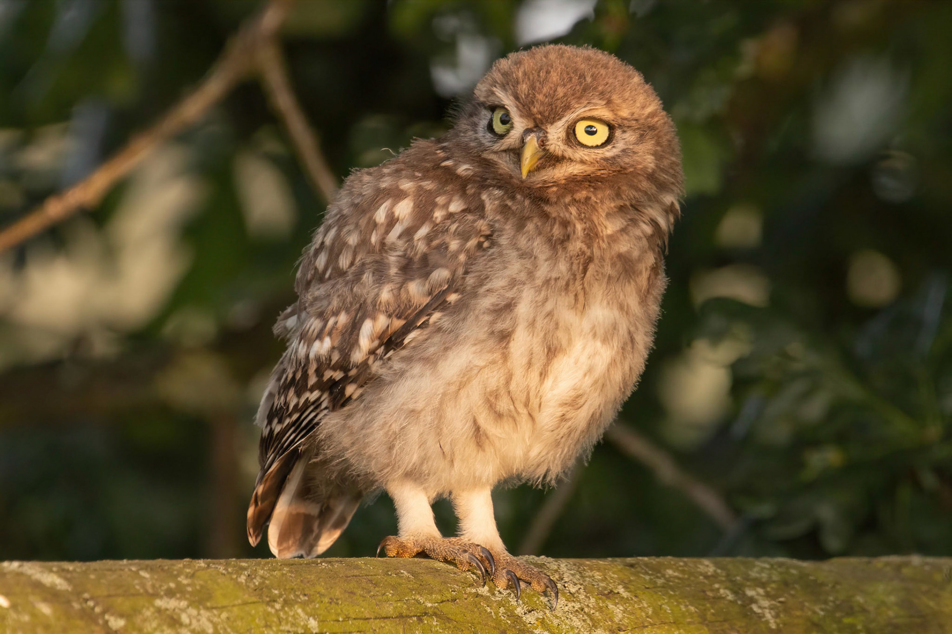 Little Owl ⒸArthur Cicada 2022
