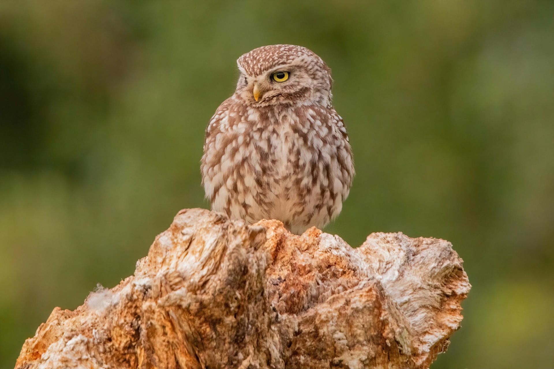 Little Owl ⒸArthur Cicada 2022