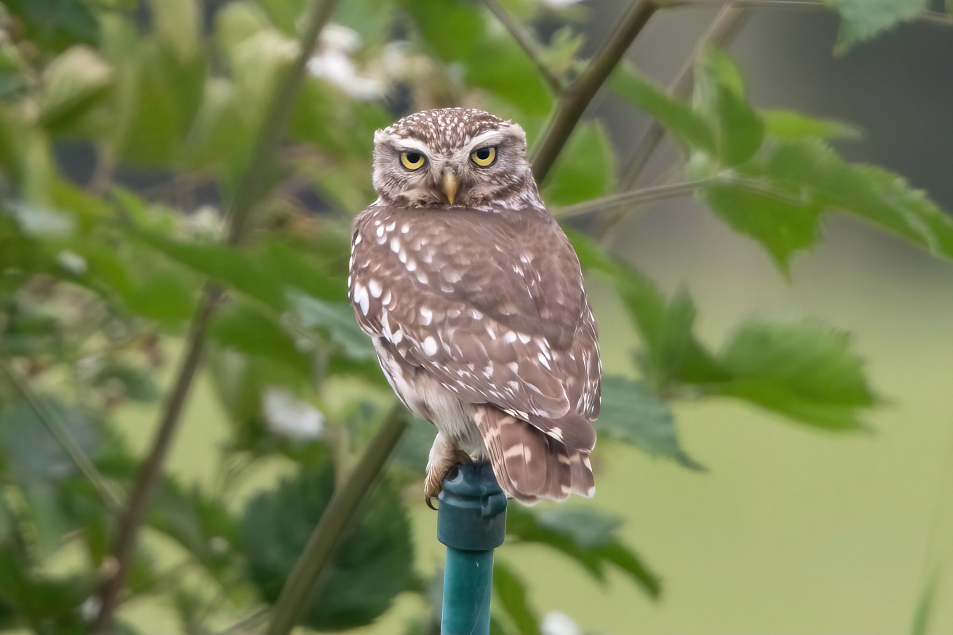 Little Owl ⒸArthur Cicada 2022