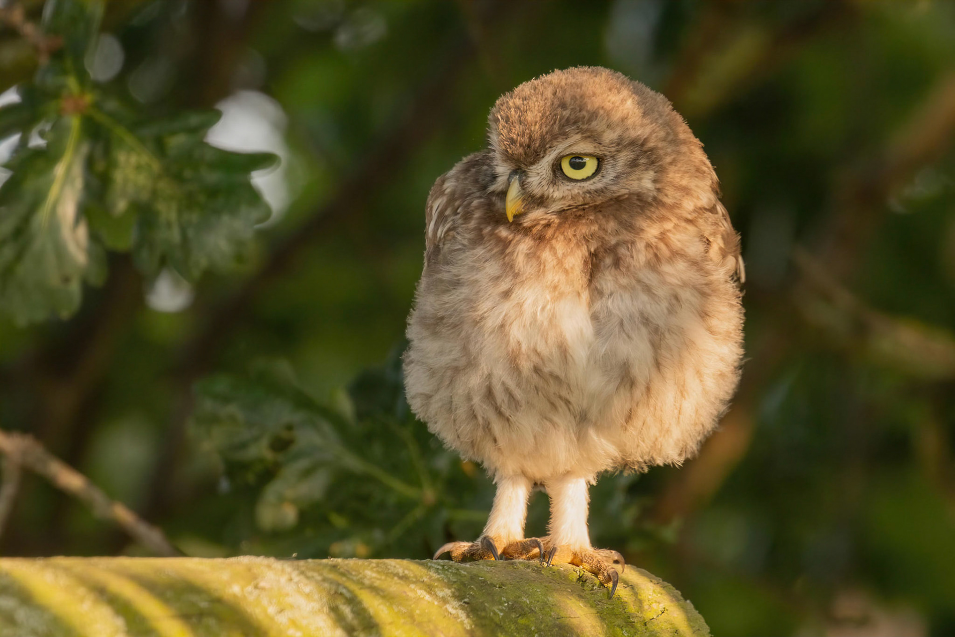 Little Owl ⒸArthur Cicada 2022