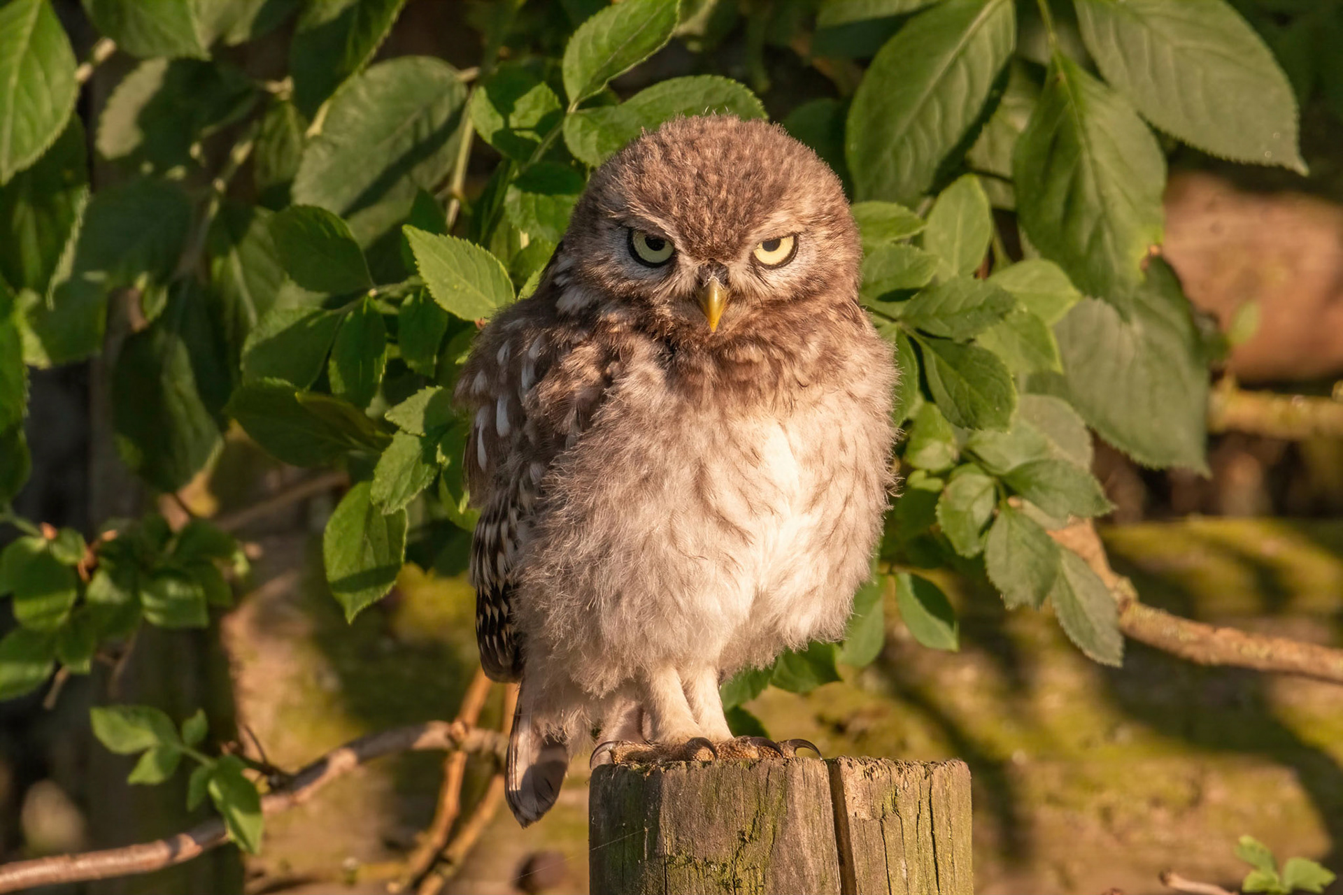 Little Owl ⒸArthur Cicada 2022