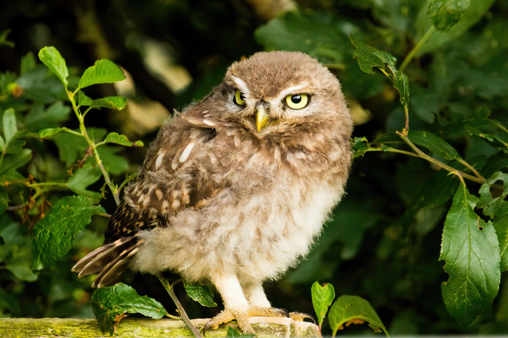 Little Owl ⒸArthur Cicada 2022