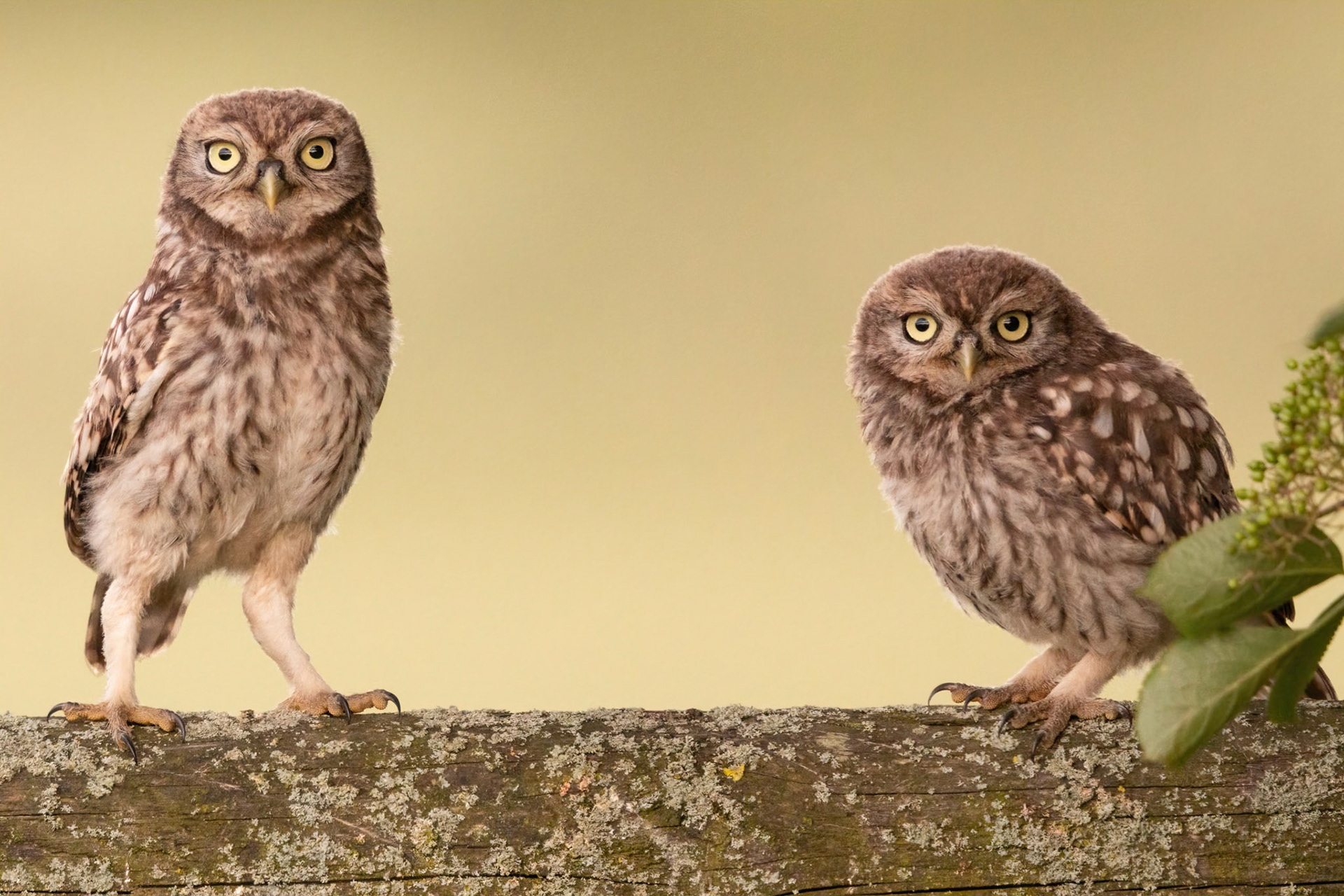 Little Owl ⒸArthur Cicada 2022