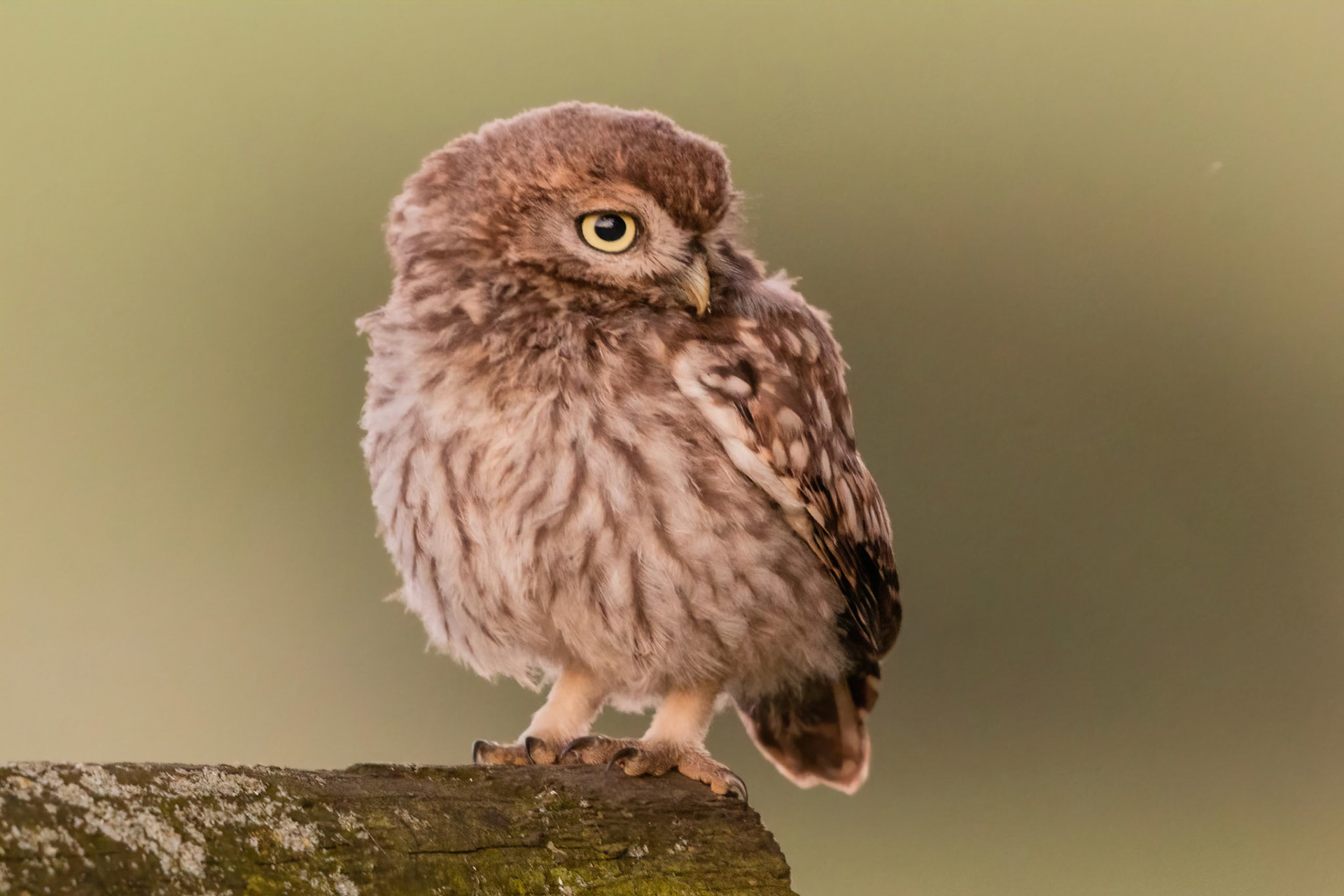 Little Owl ⒸArthur Cicada 2022