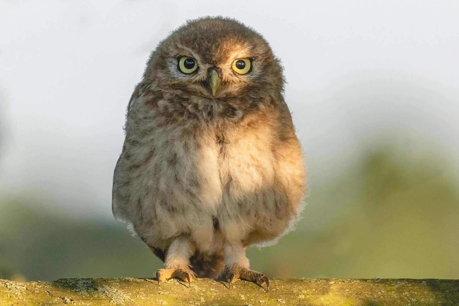 Little Owl ⒸArthur Cicada 2022