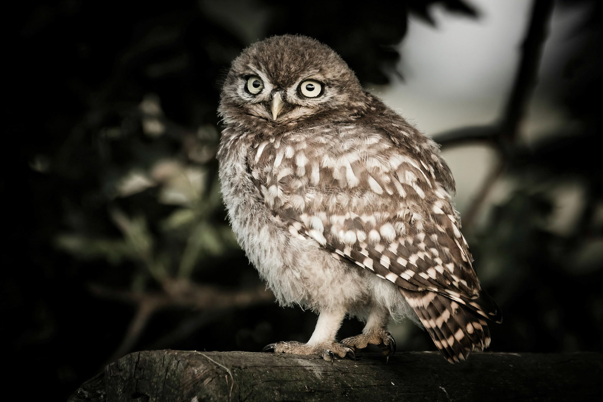Little Owl ⒸArthur Cicada 2022