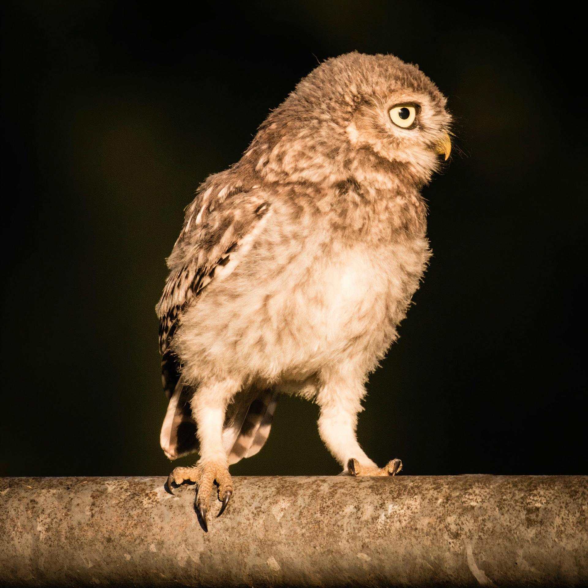 Little Owl ⒸArthur Cicada 2022
