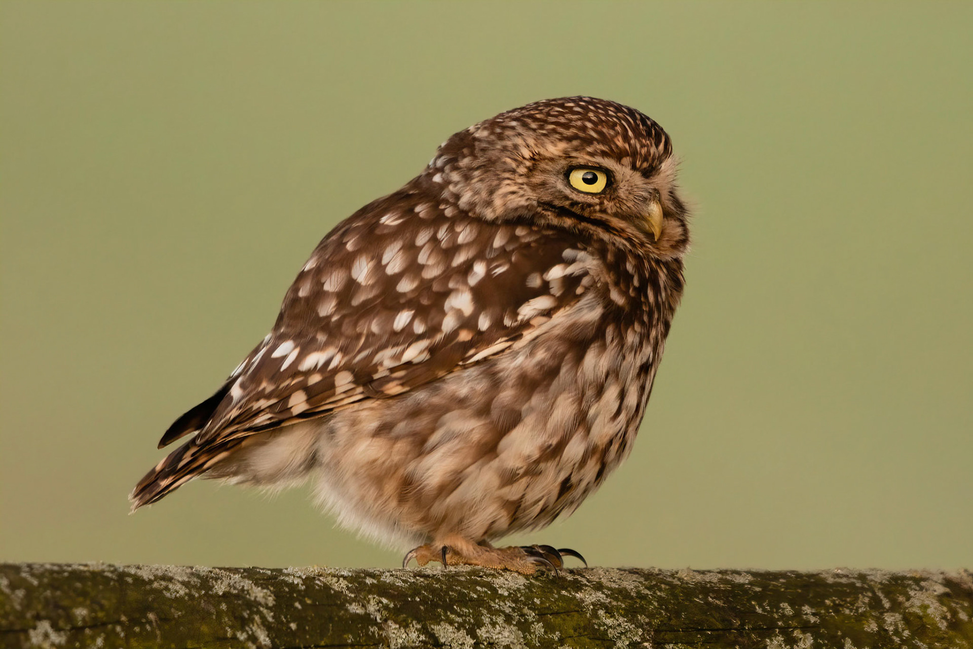 Little Owl ⒸArthur Cicada 2022