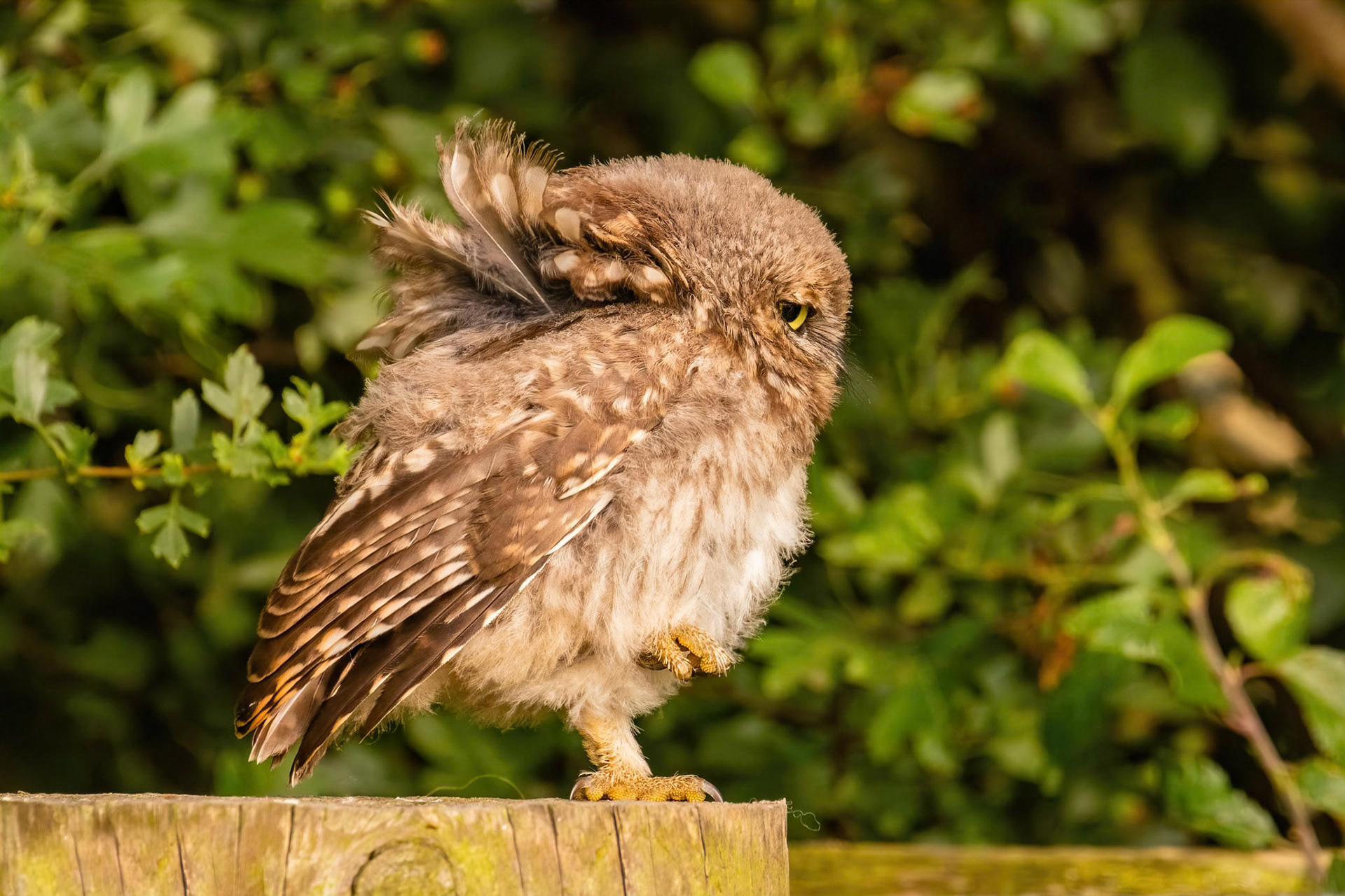 Little Owl ⒸArthur Cicada 2022