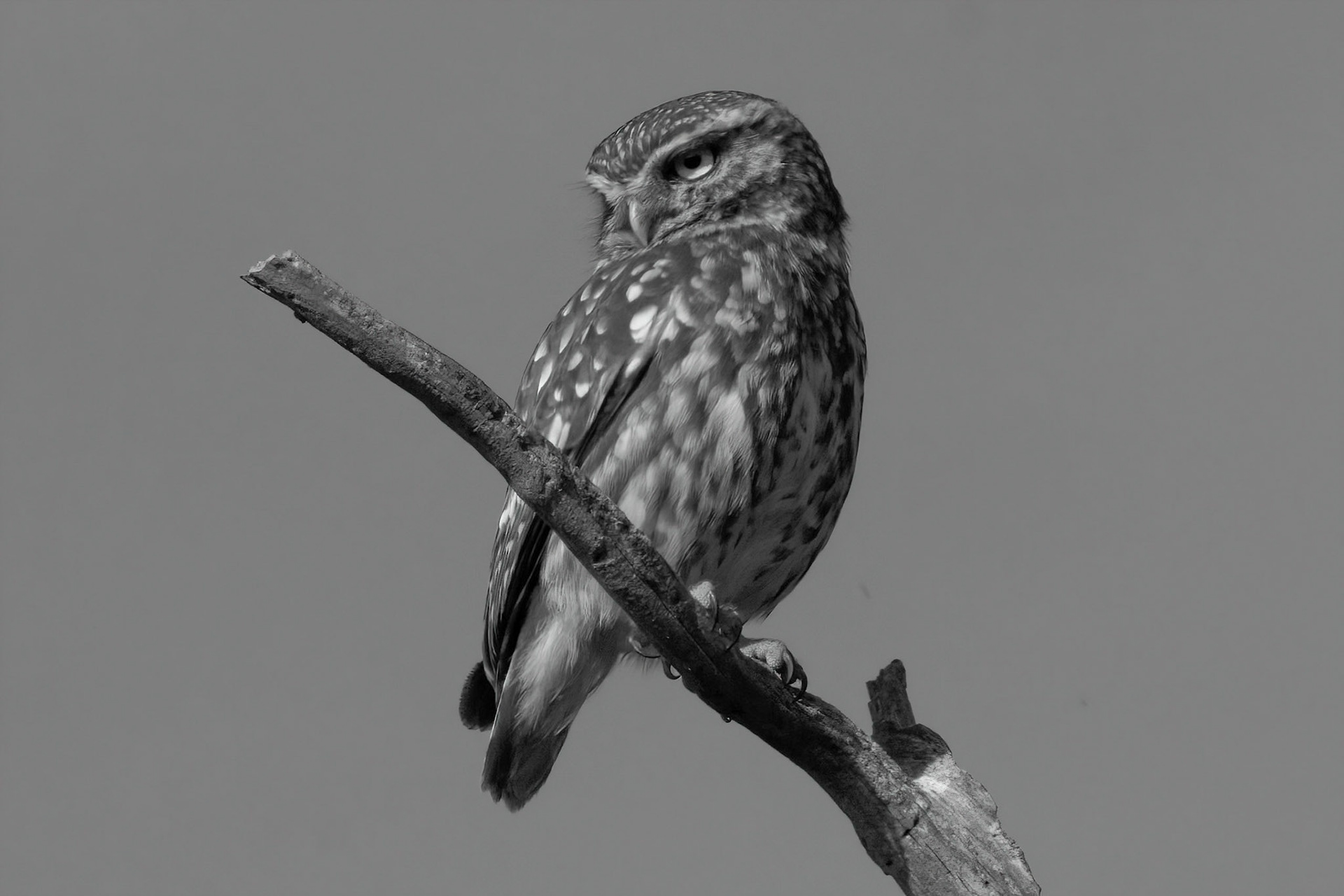 Little Owl ⒸArthur Cicada 2022