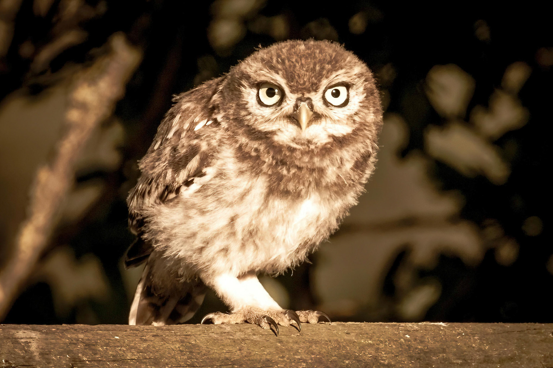 Little Owl ⒸArthur Cicada 2022