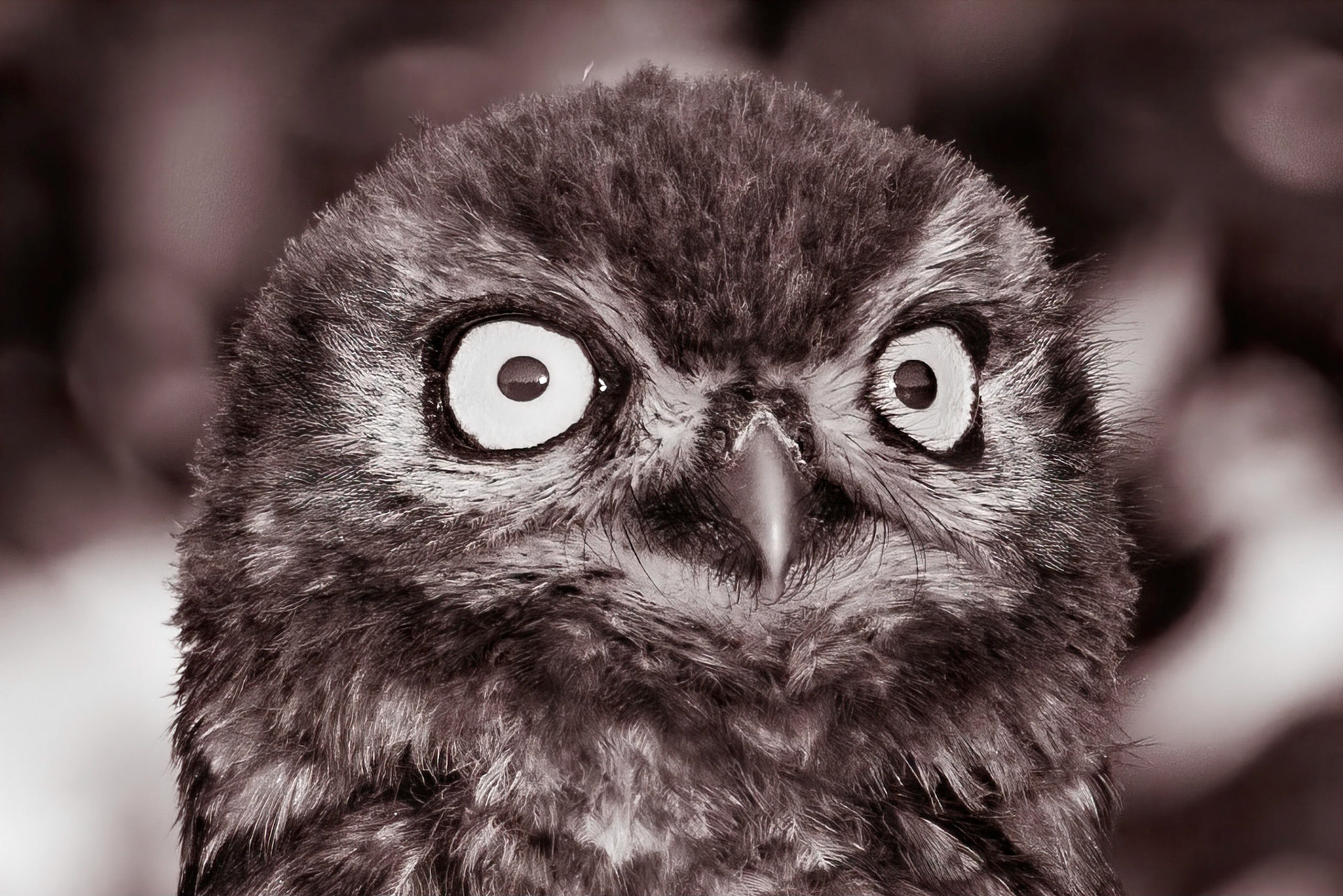 Little Owl ⒸArthur Cicada 2022