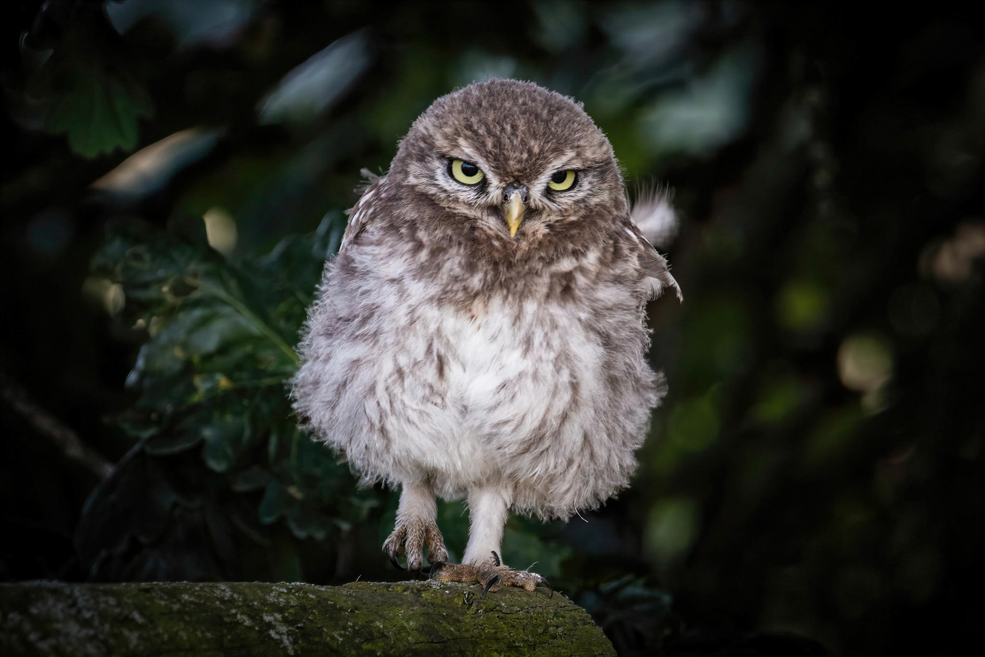 Little Owl ⒸArthur Cicada 2022