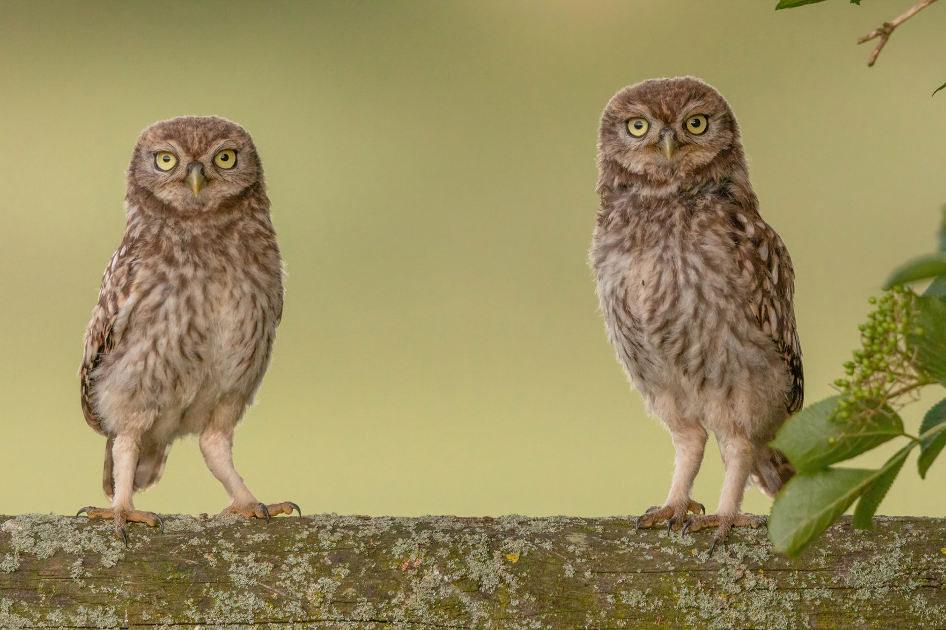 Little Owl ⒸArthur Cicada 2022