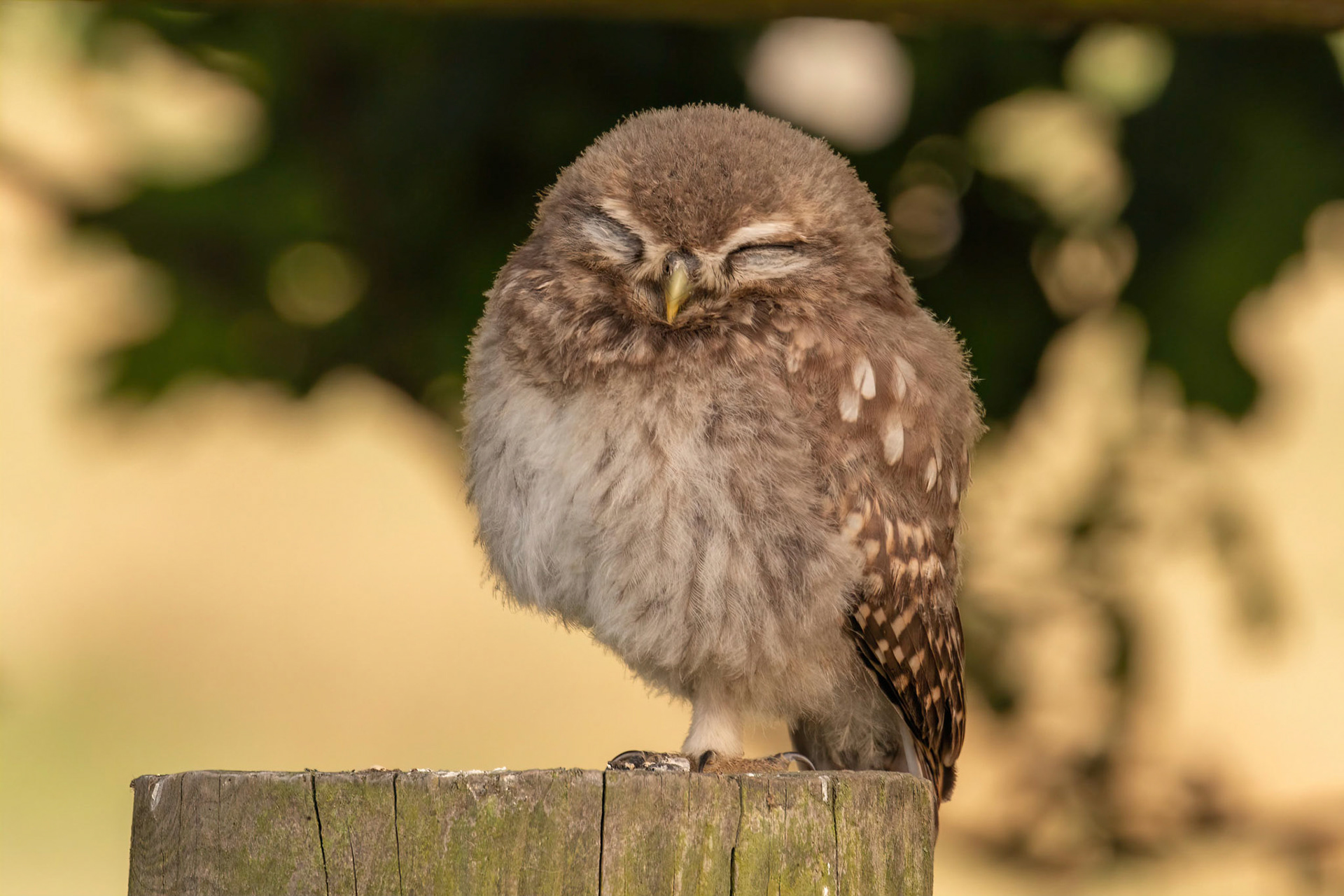 Little Owl ⒸArthur Cicada 2022