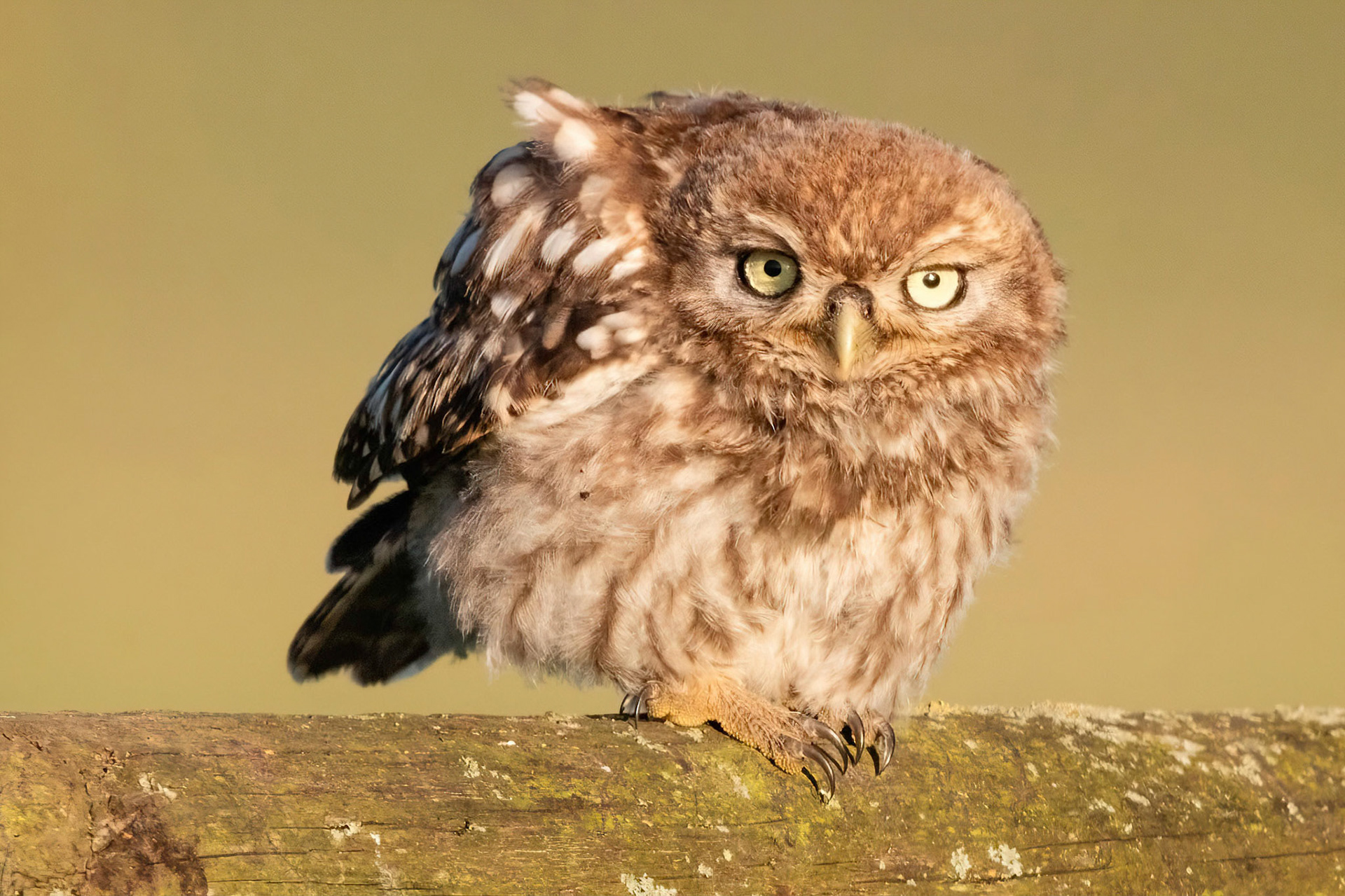 Little Owl ⒸArthur Cicada 2022