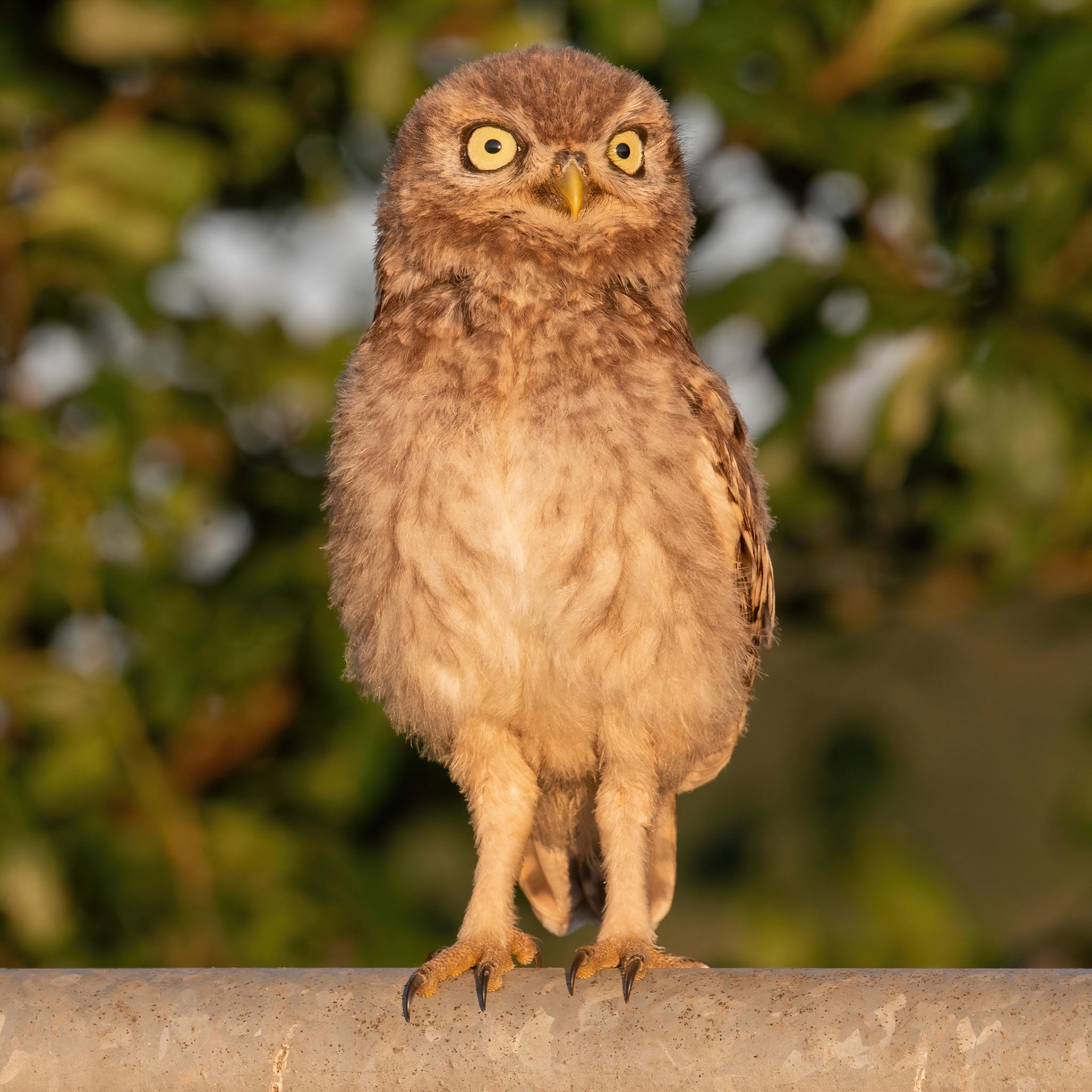Little Owl ⒸArthur Cicada 2022