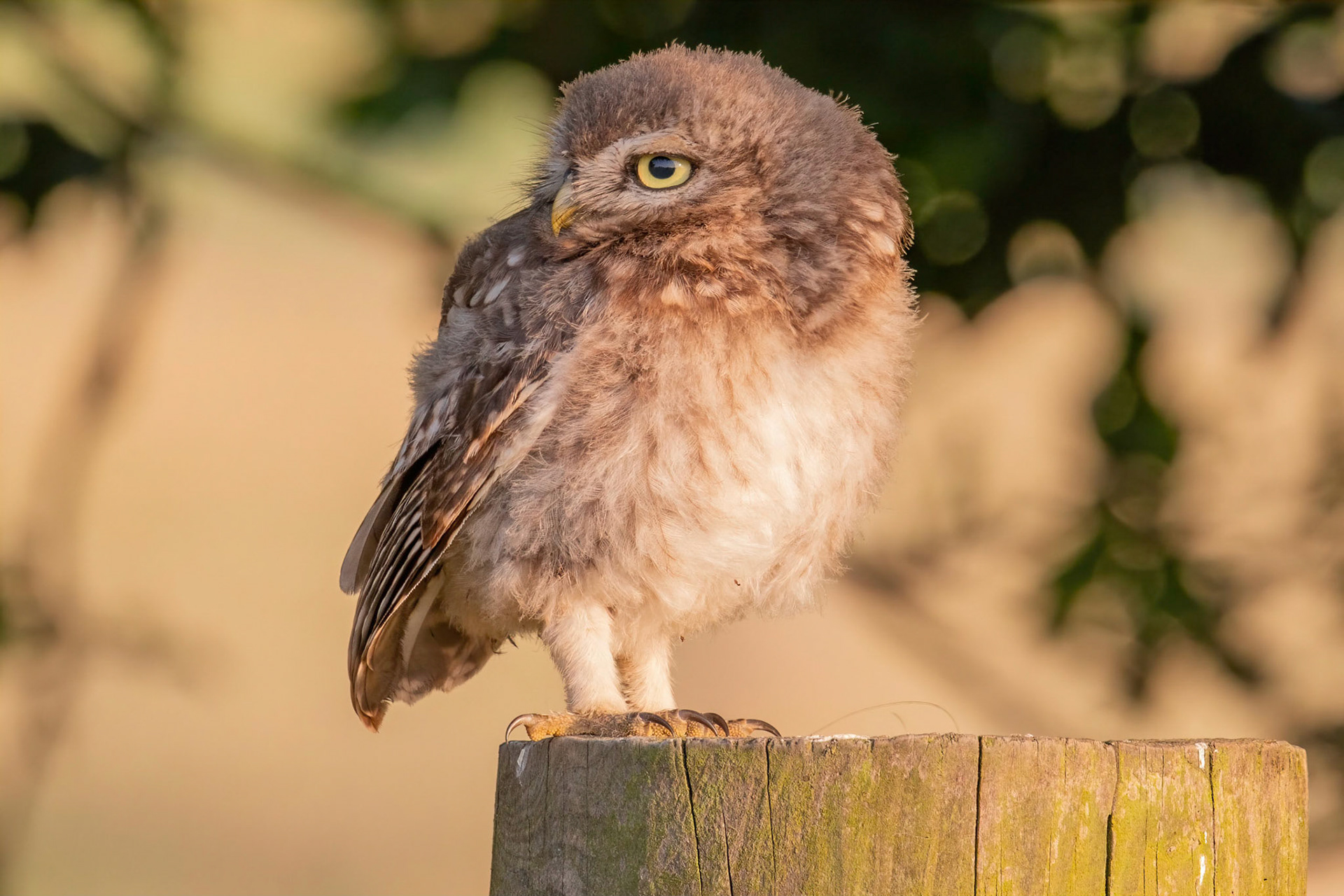 Little Owl ⒸArthur Cicada 2022
