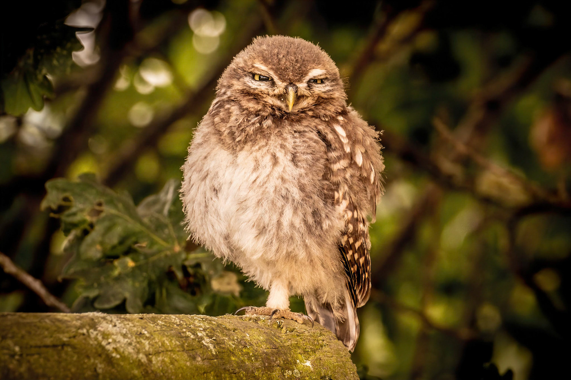 Little Owl ⒸArthur Cicada 2022