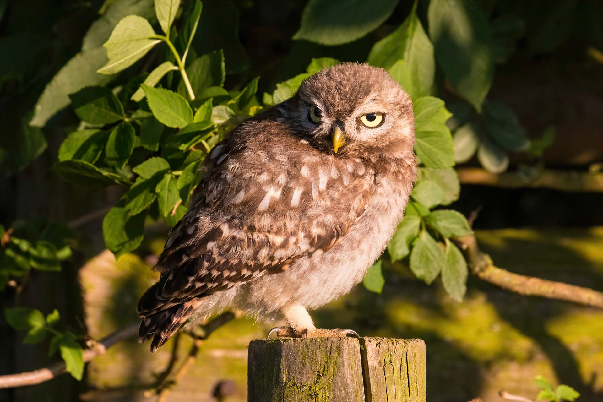 Little Owl ⒸDFBridgeman 2021