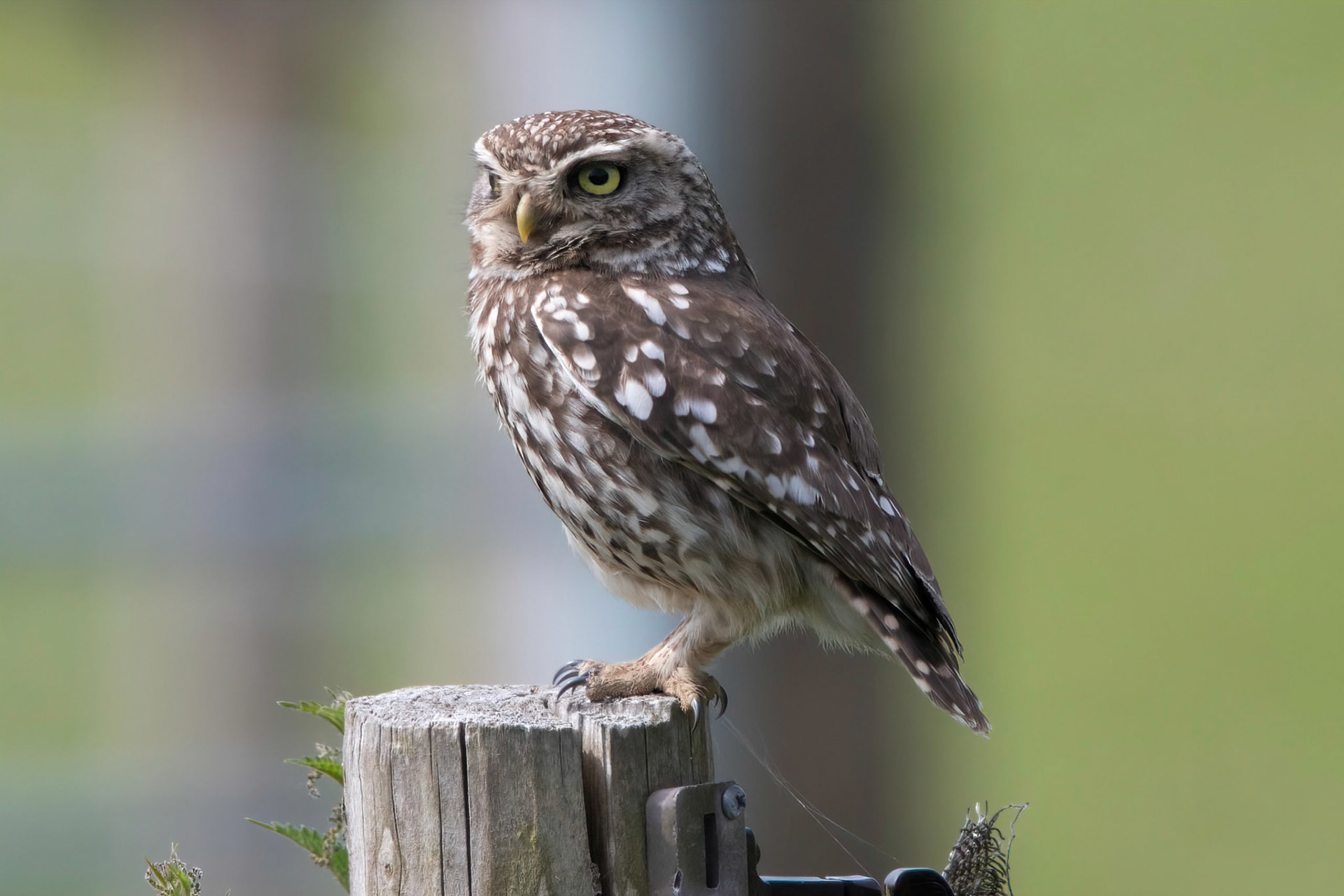 Little Owl ⒸArthur Cicada 2022
