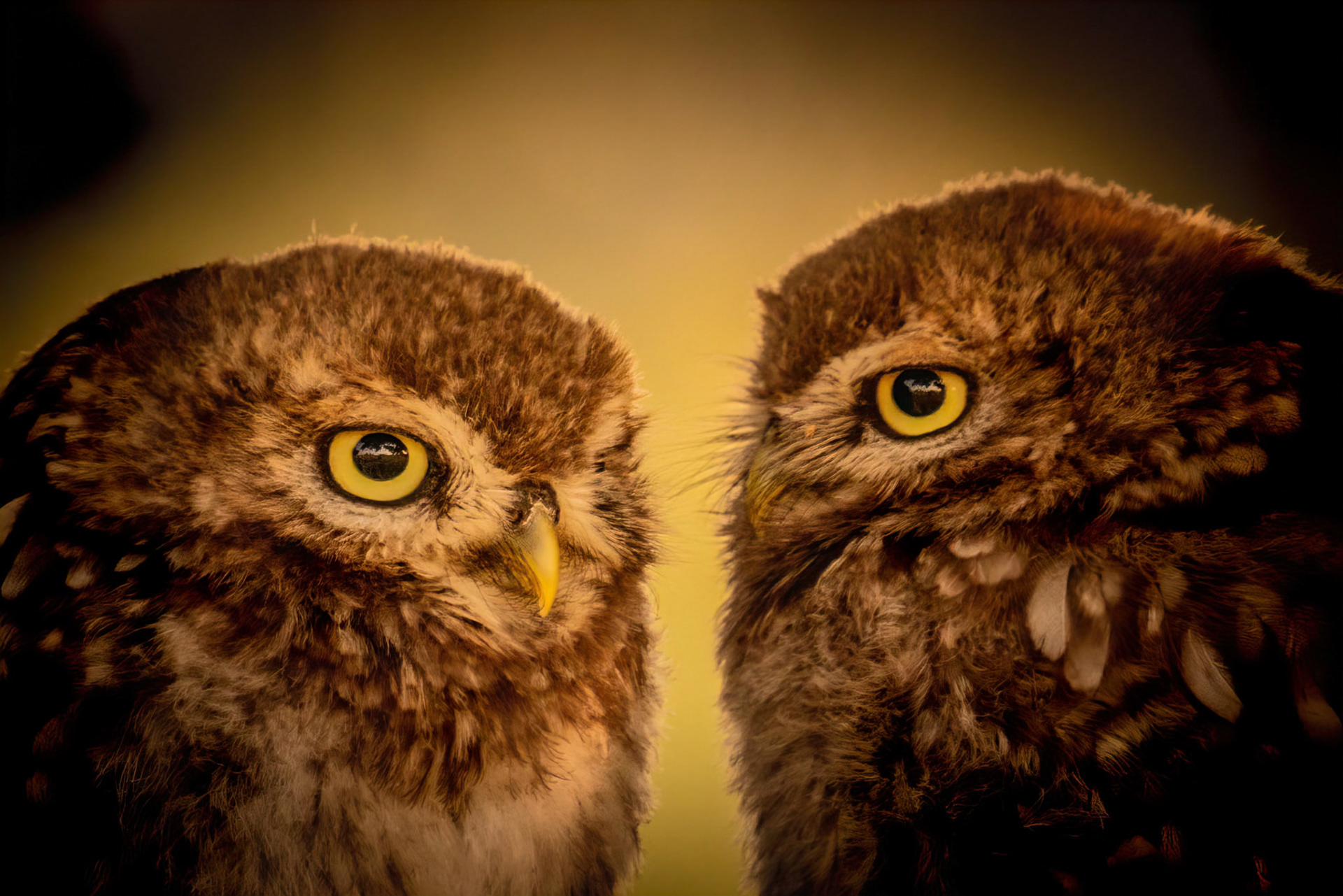 Little Owl ⒸArthur Cicada 2022