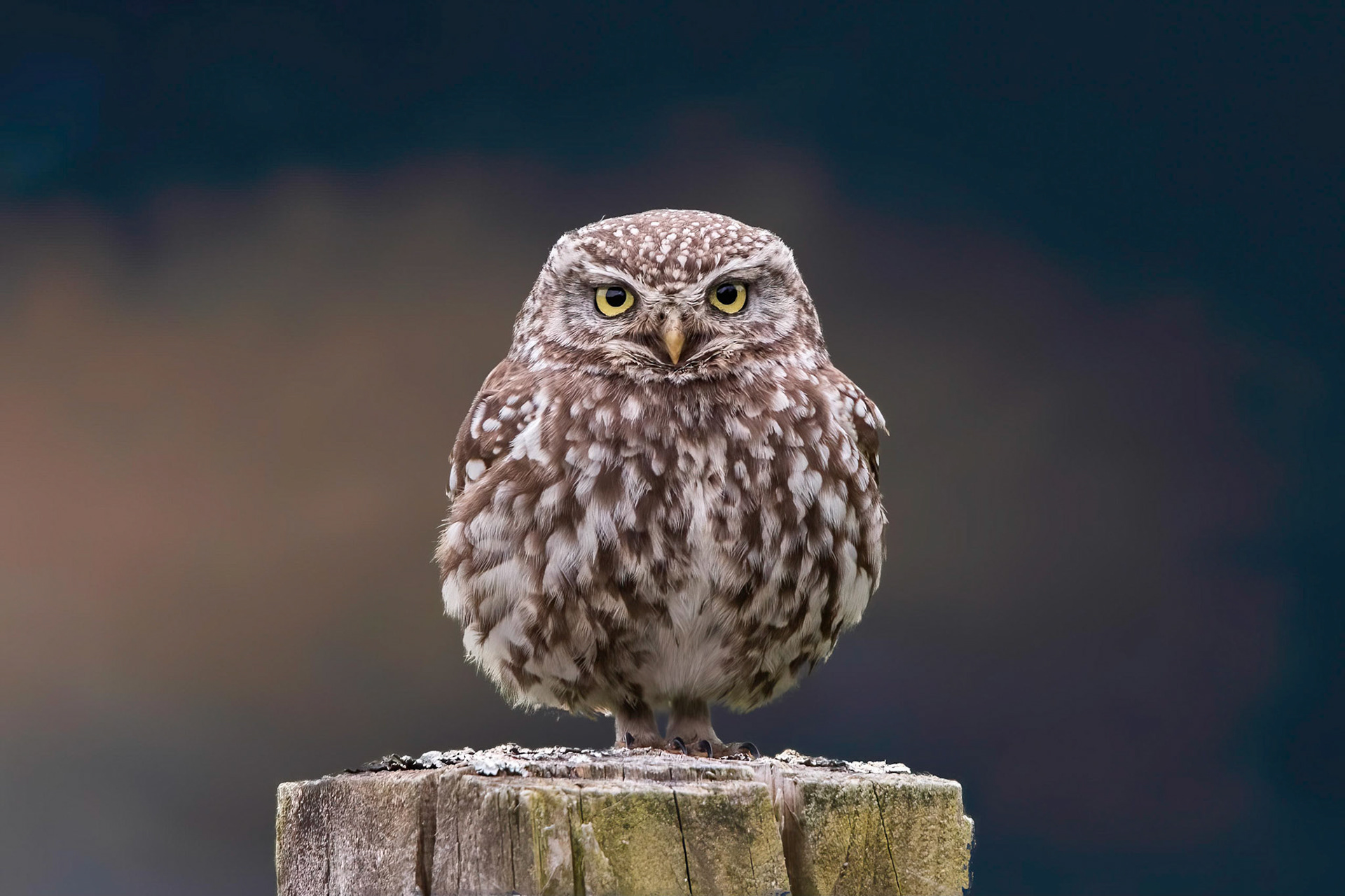 Little Owl ⒸArthur Cicada 2022