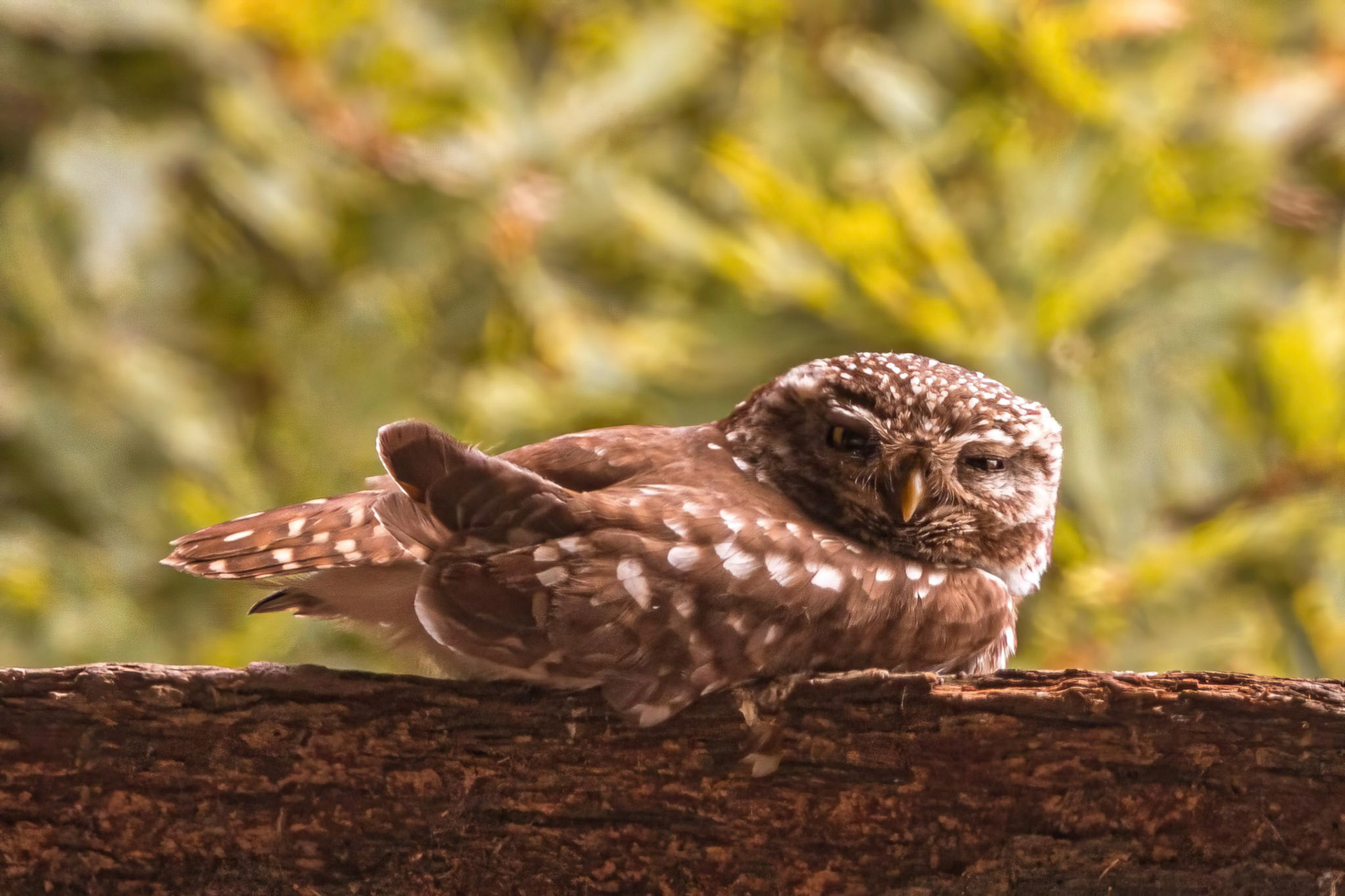 Little Owl ⒸArthur Cicada 2022