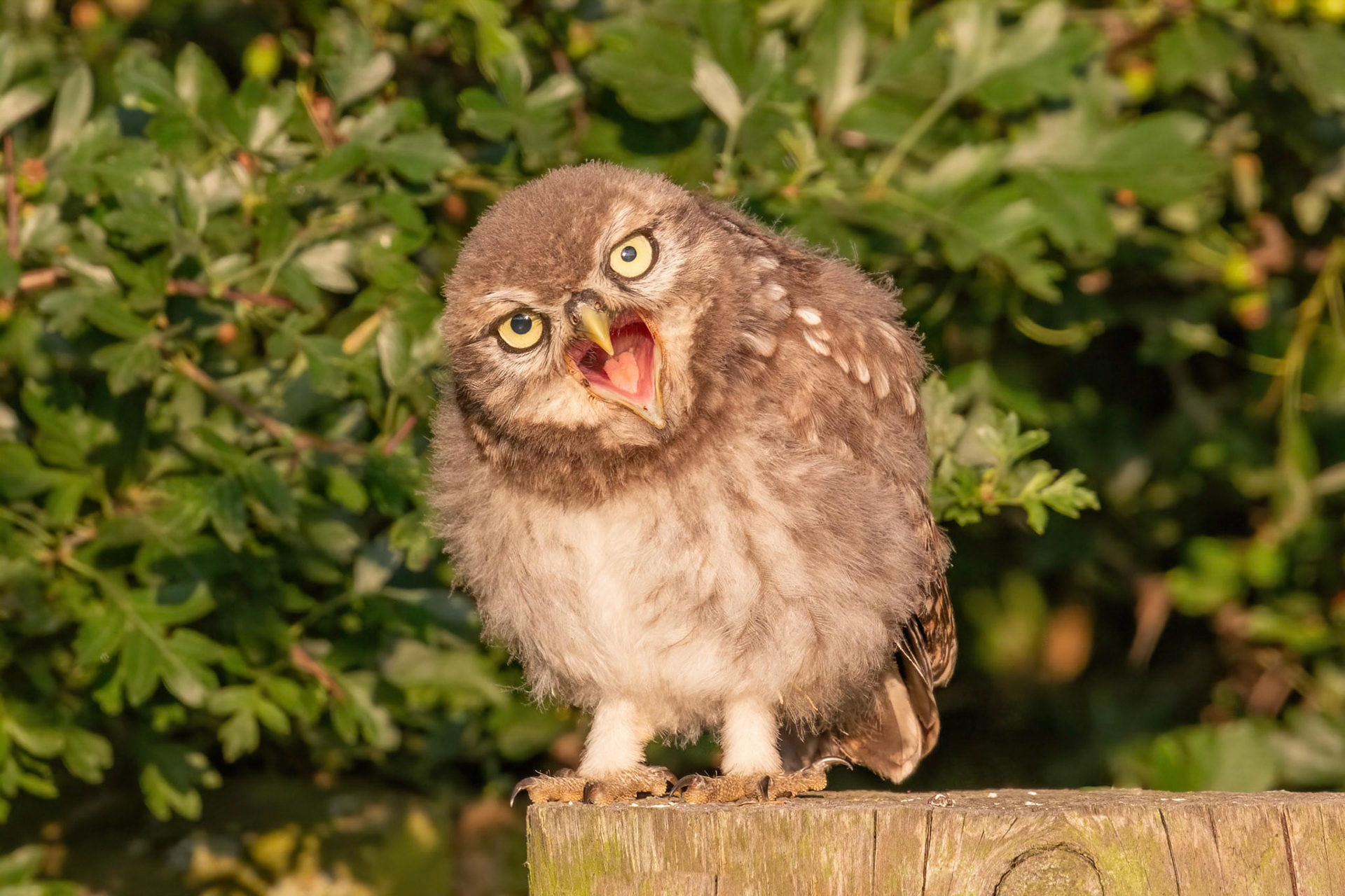 Little Owl ⒸArthur Cicada 2022