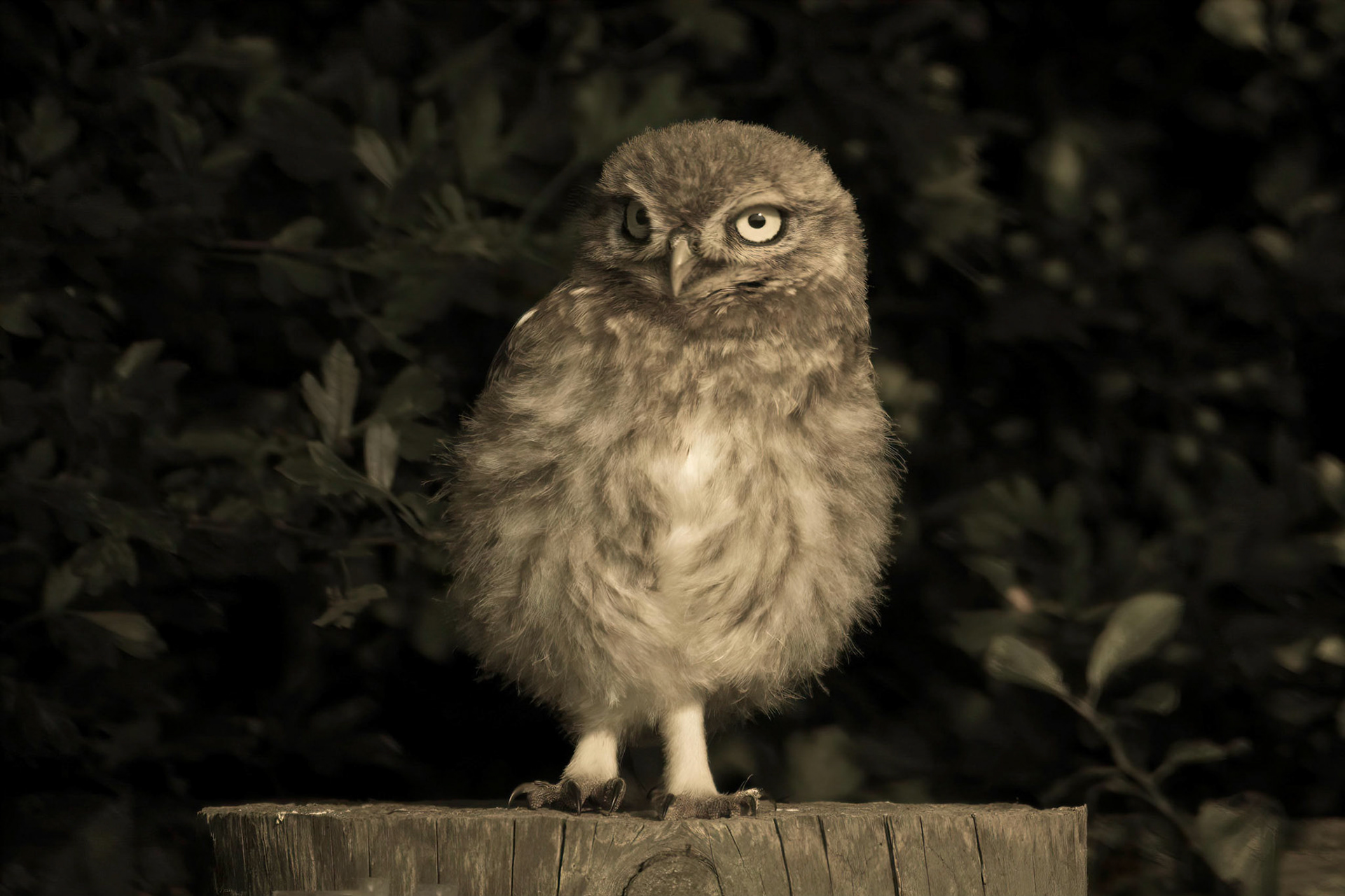 Little Owl ⒸArthur Cicada 2022