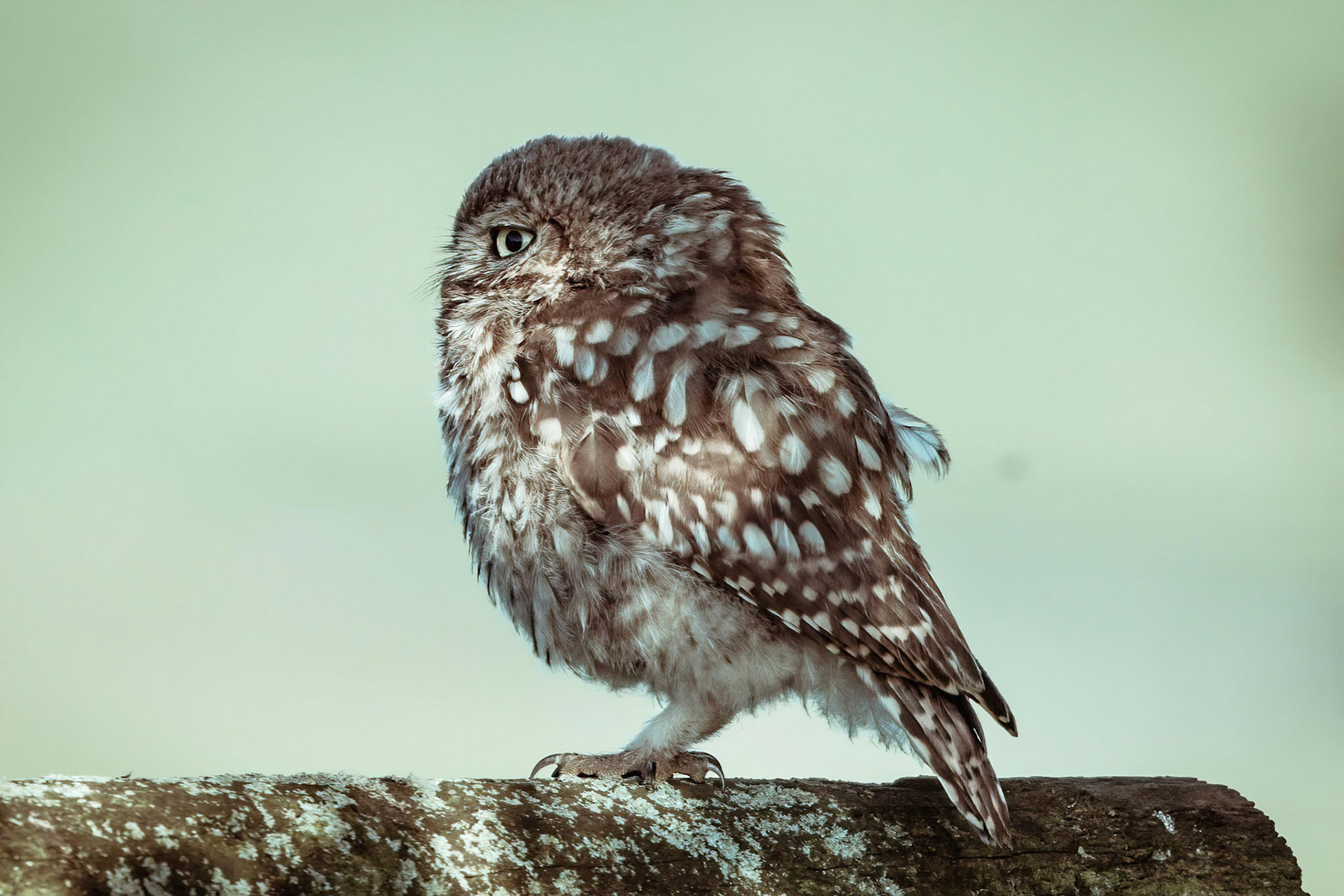 Little Owl ⒸArthur Cicada 2022