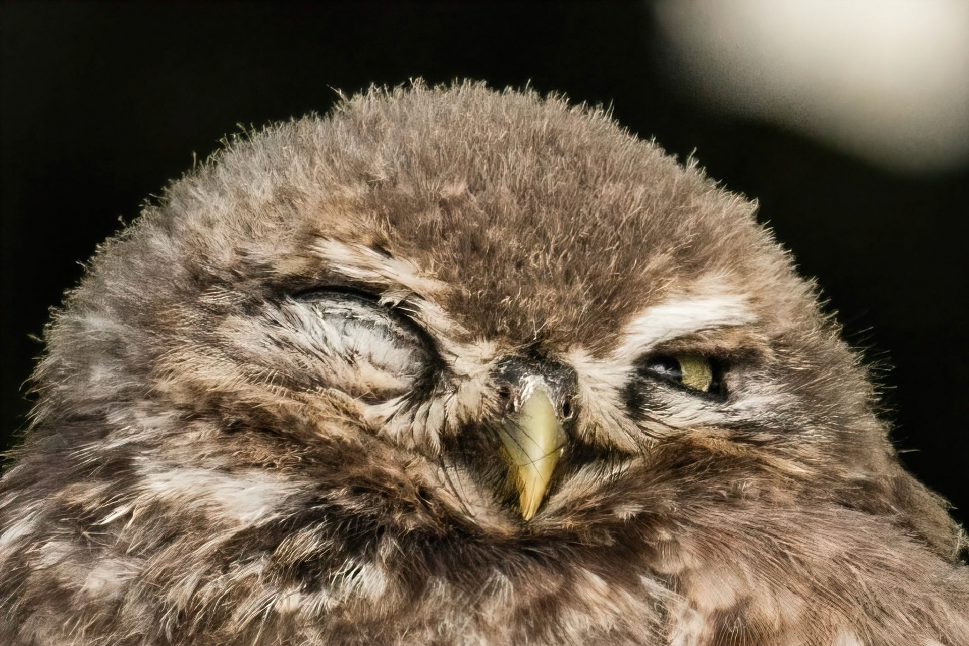 Little Owl ⒸArthur Cicada 2022