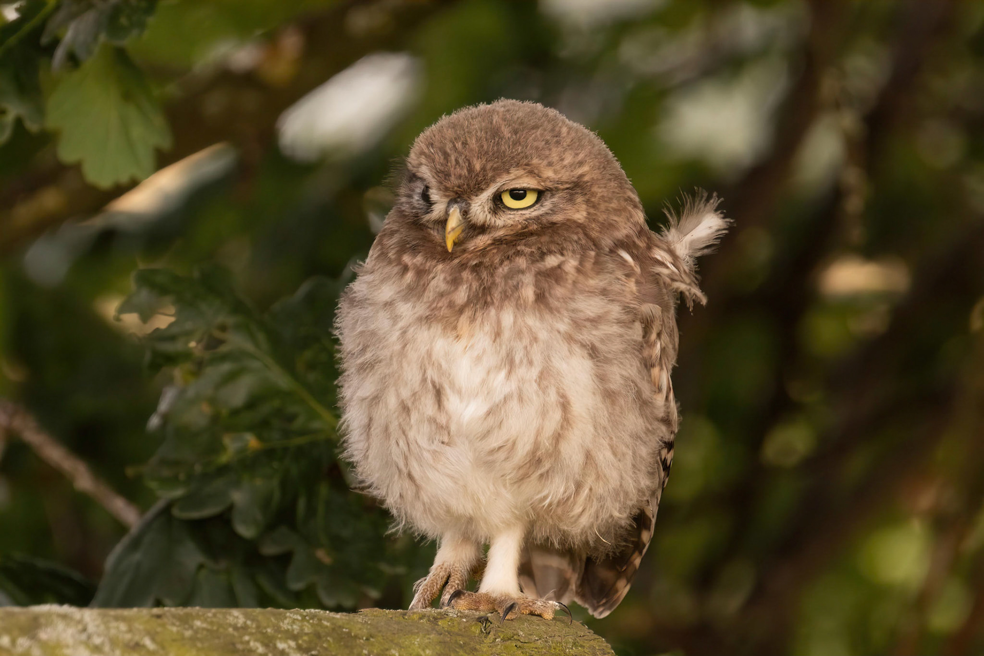 Little Owl ⒸArthur Cicada 2022