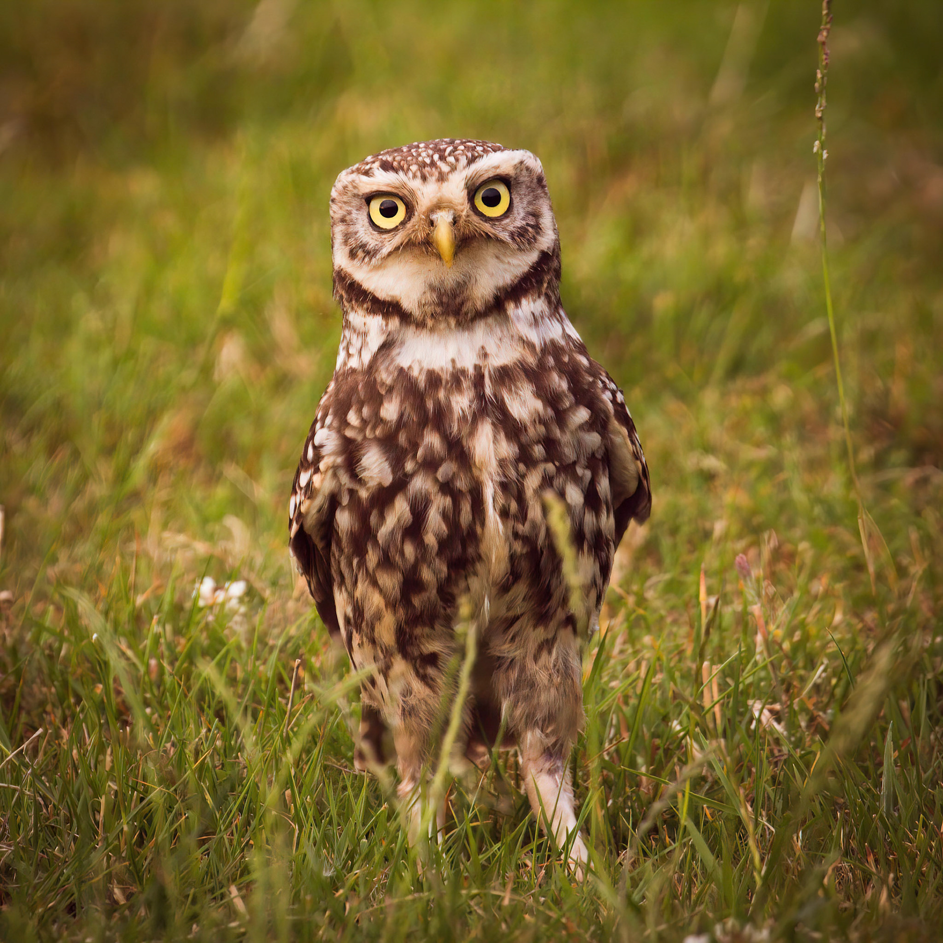 Little Owl ⒸArthur Cicada 2022