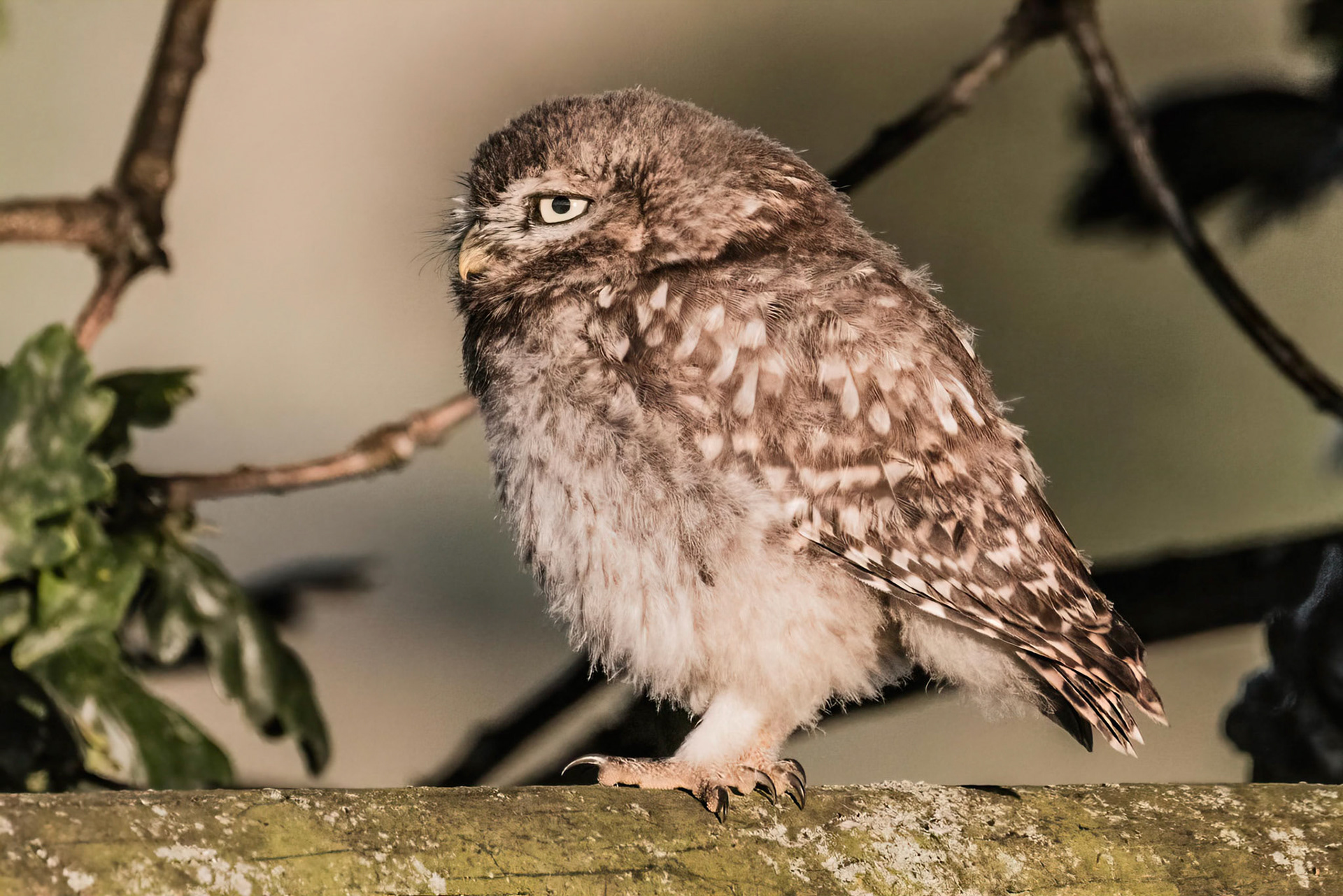 Little Owl ⒸArthur Cicada 2022
