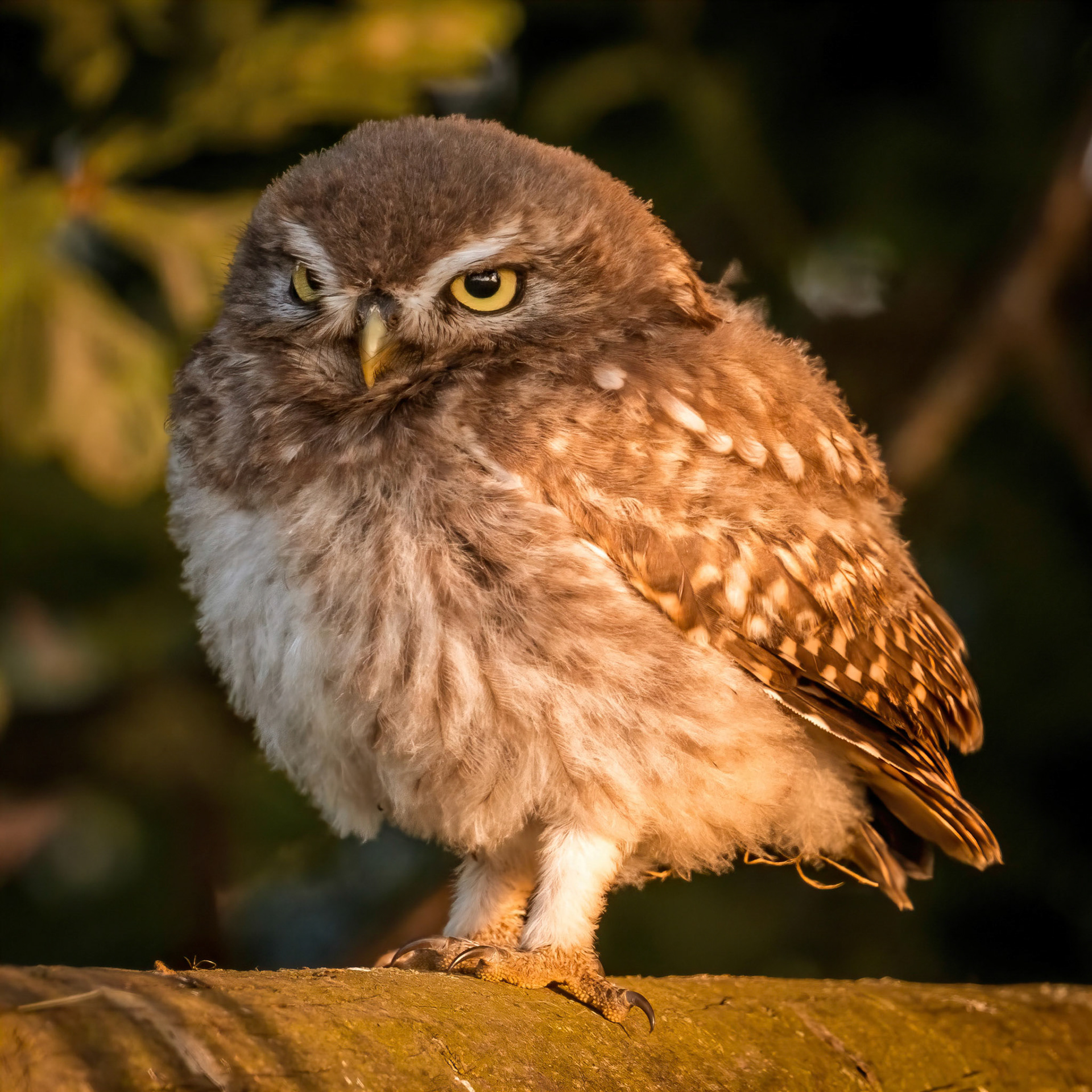 Little Owl ⒸDFBridgeman 2021