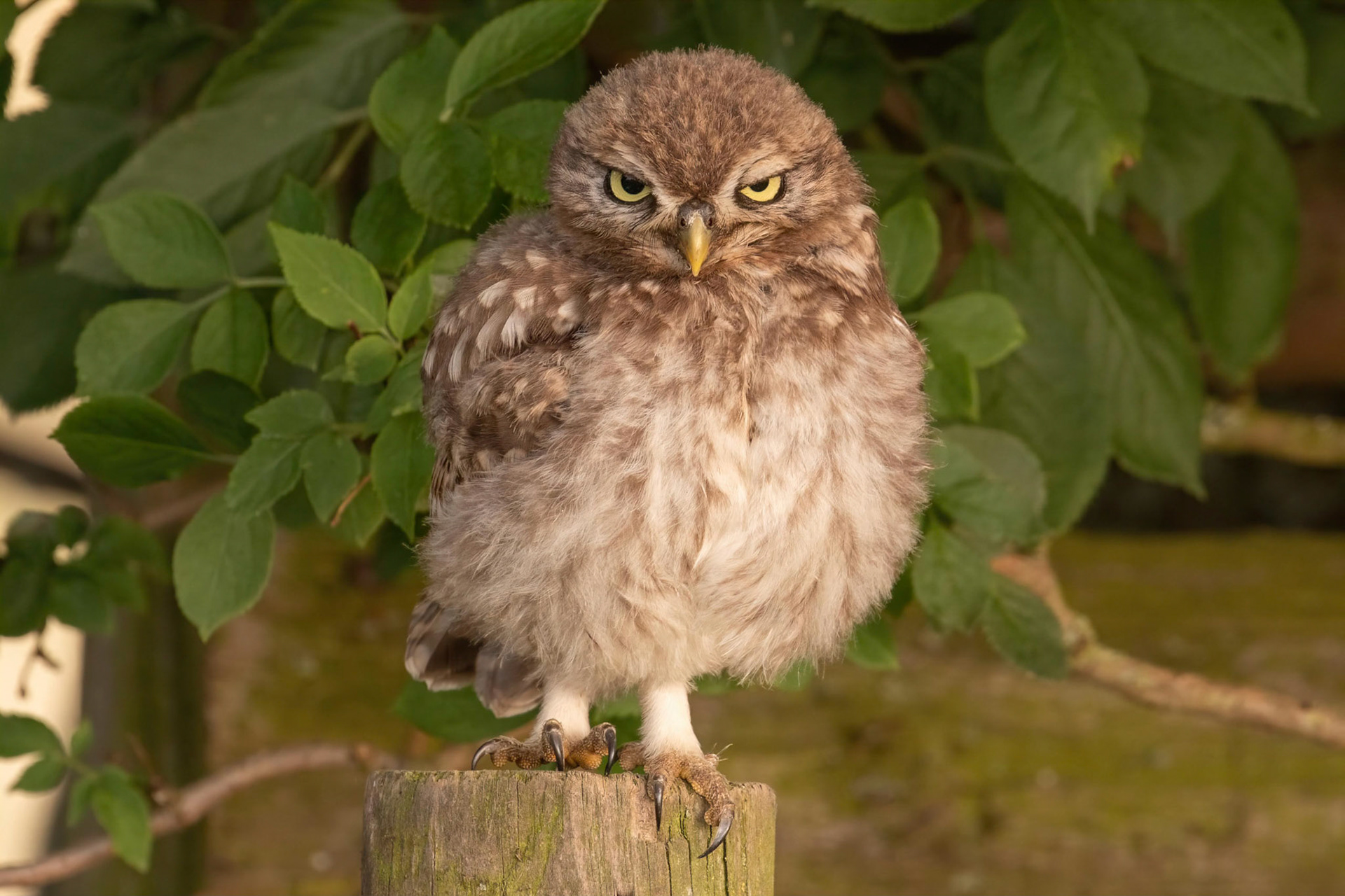 Little Owl ⒸArthur Cicada 2022