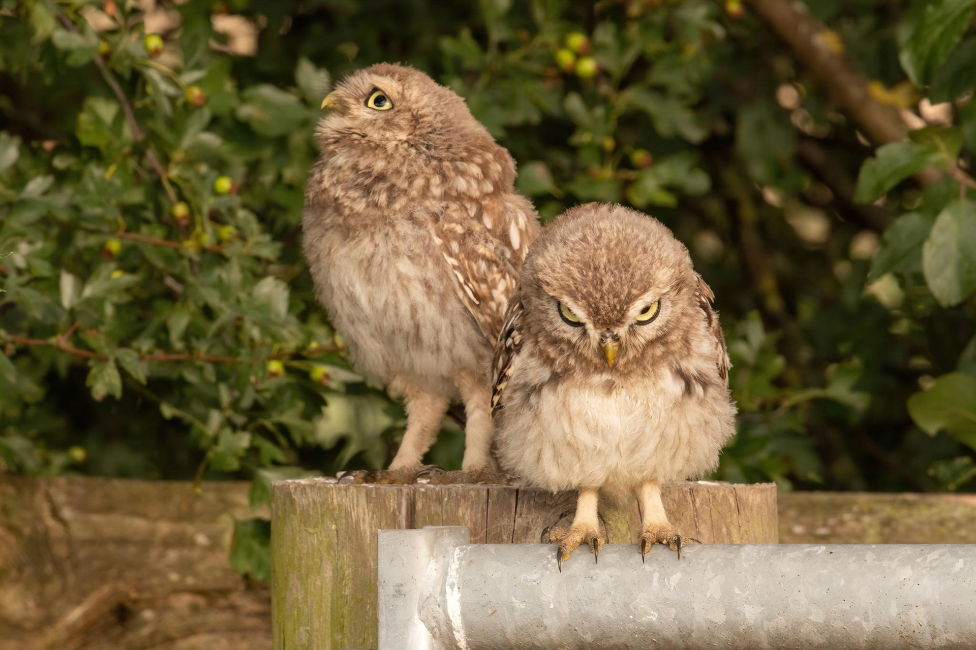 Little Owl ⒸArthur Cicada 2022
