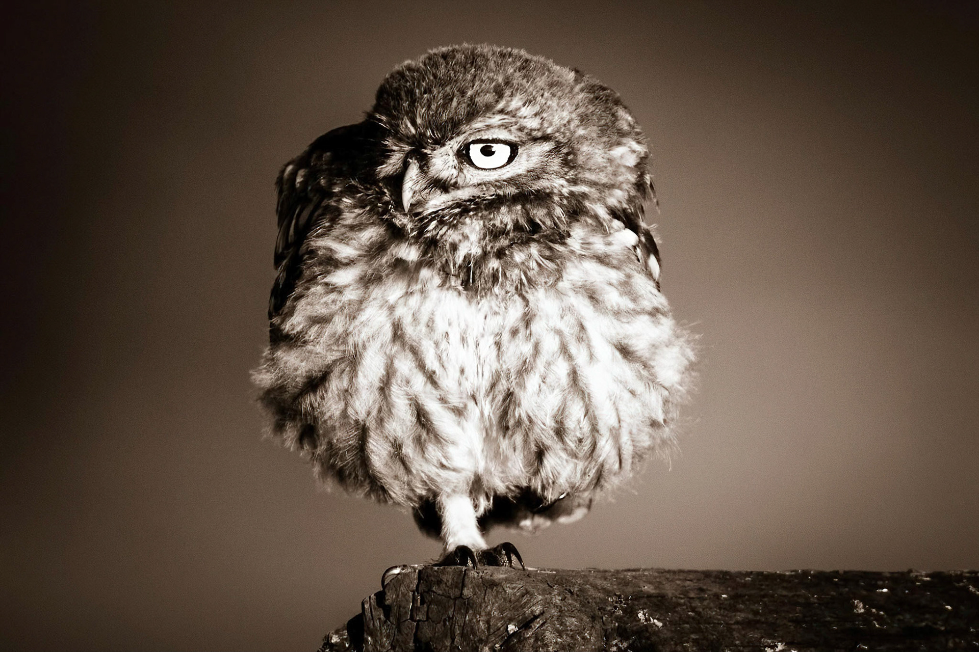 Little Owl ⒸArthur Cicada 2022