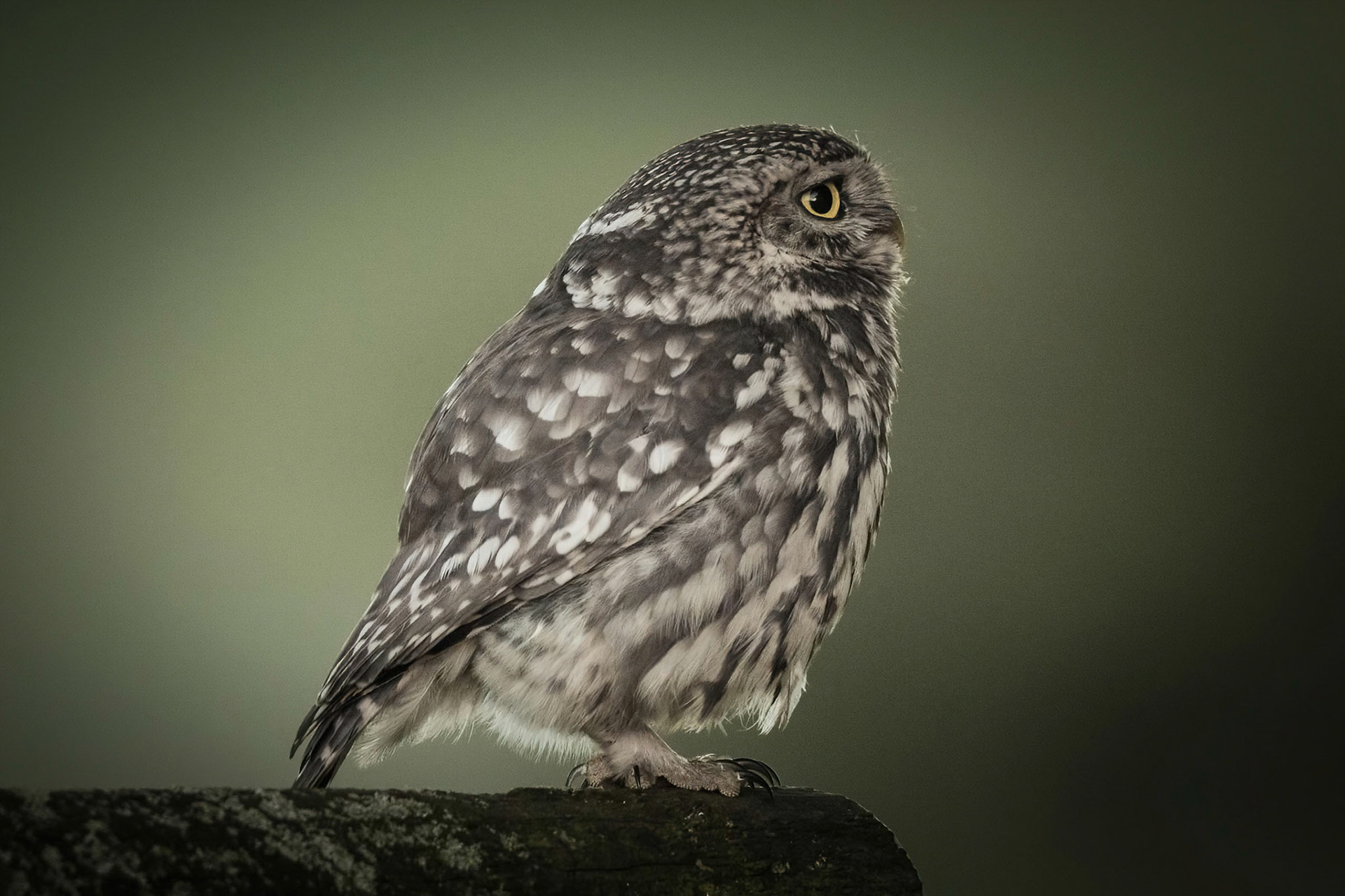 Little Owl ⒸArthur Cicada 2022