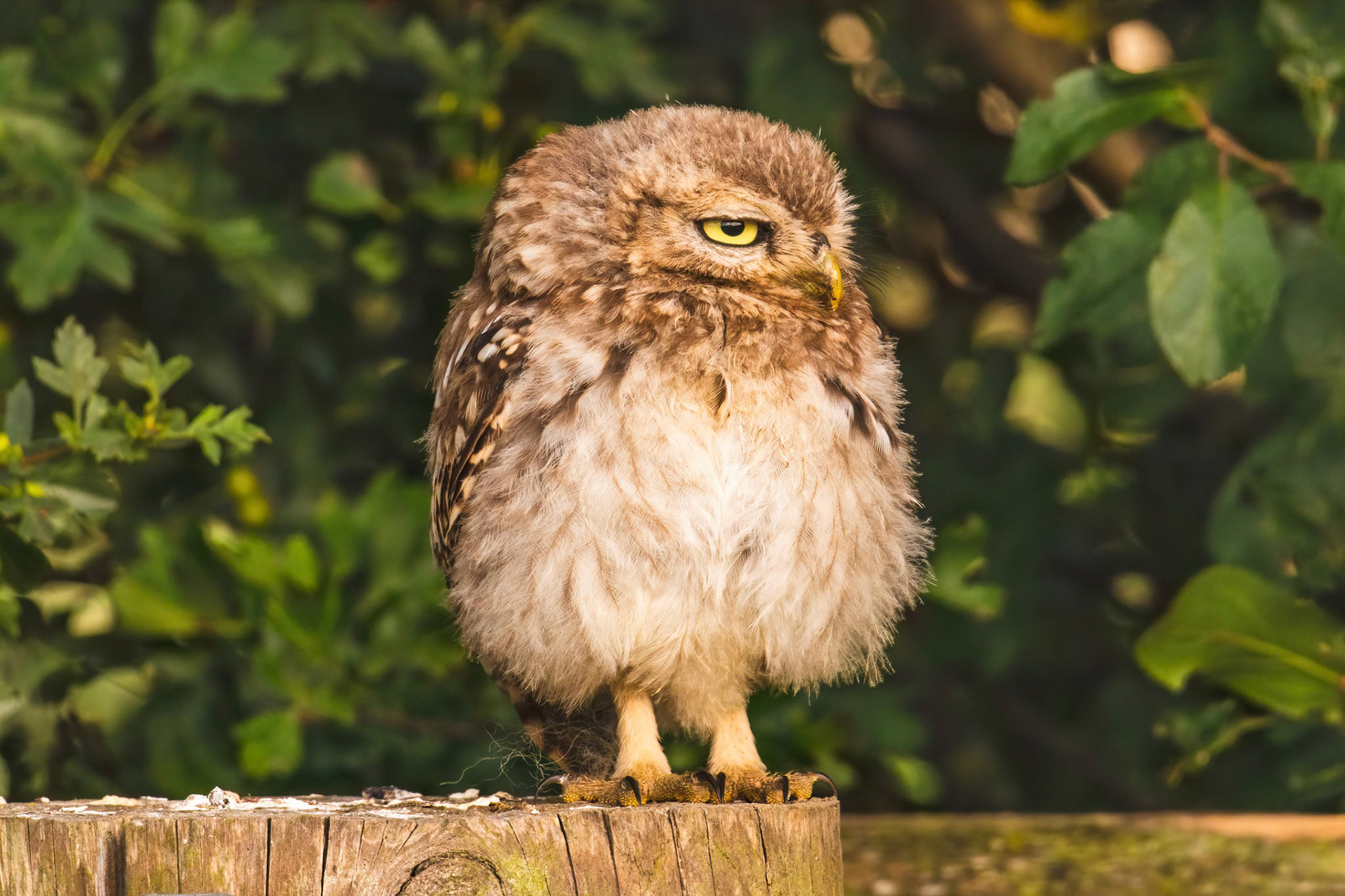 Little Owl ⒸArthur Cicada 2022