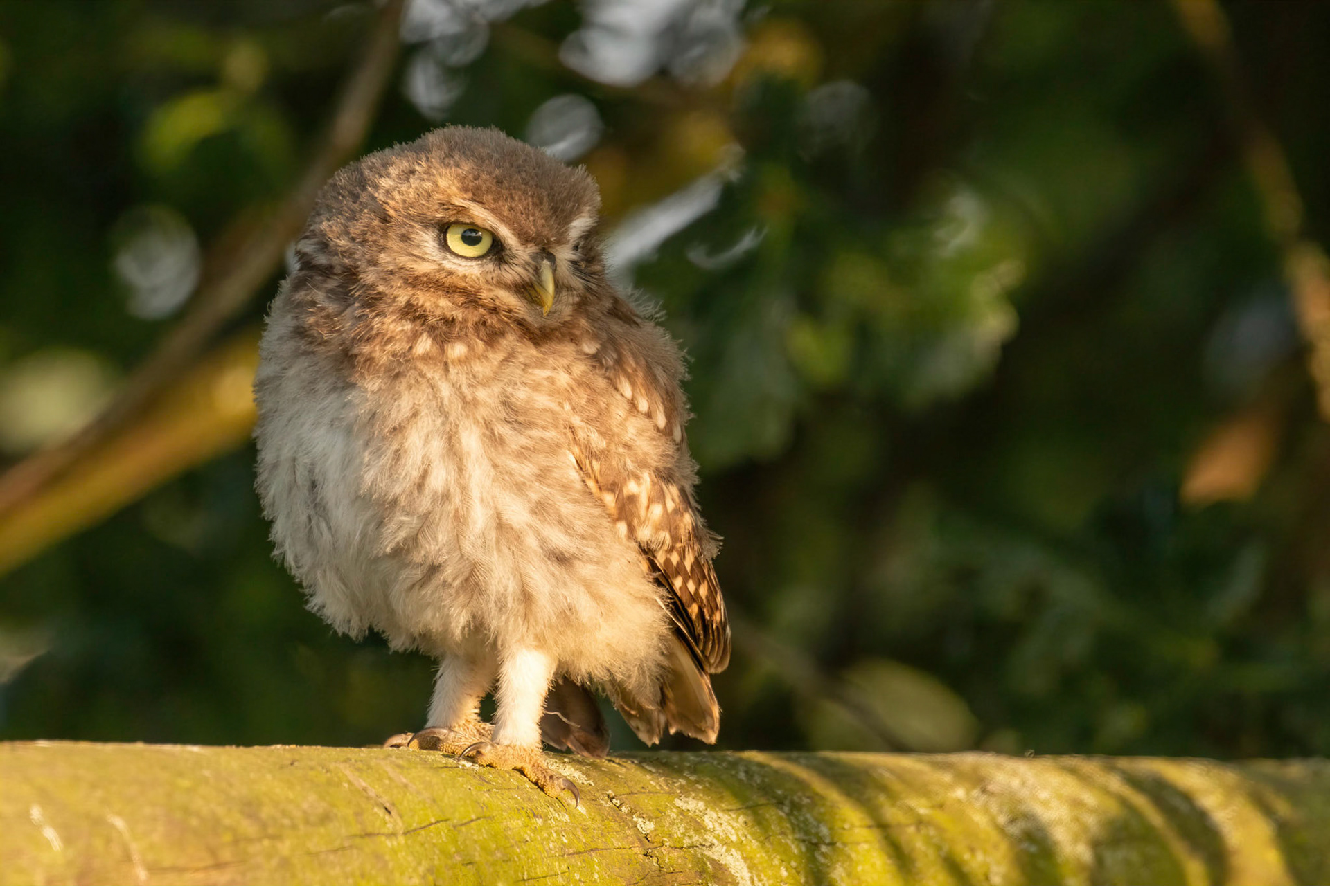 Little Owl ⒸArthur Cicada 2022
