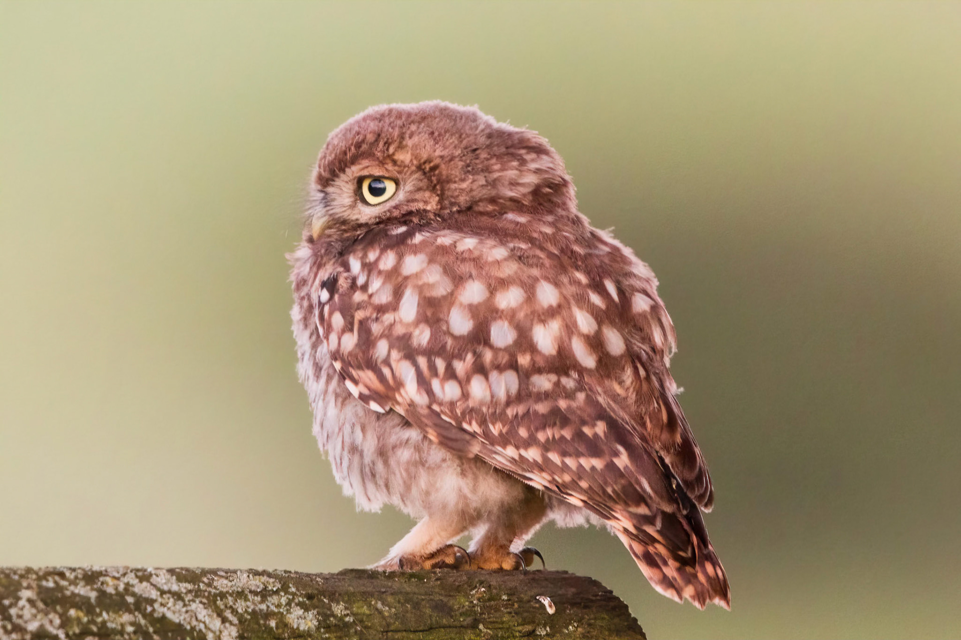Little Owl ⒸArthur Cicada 2022
