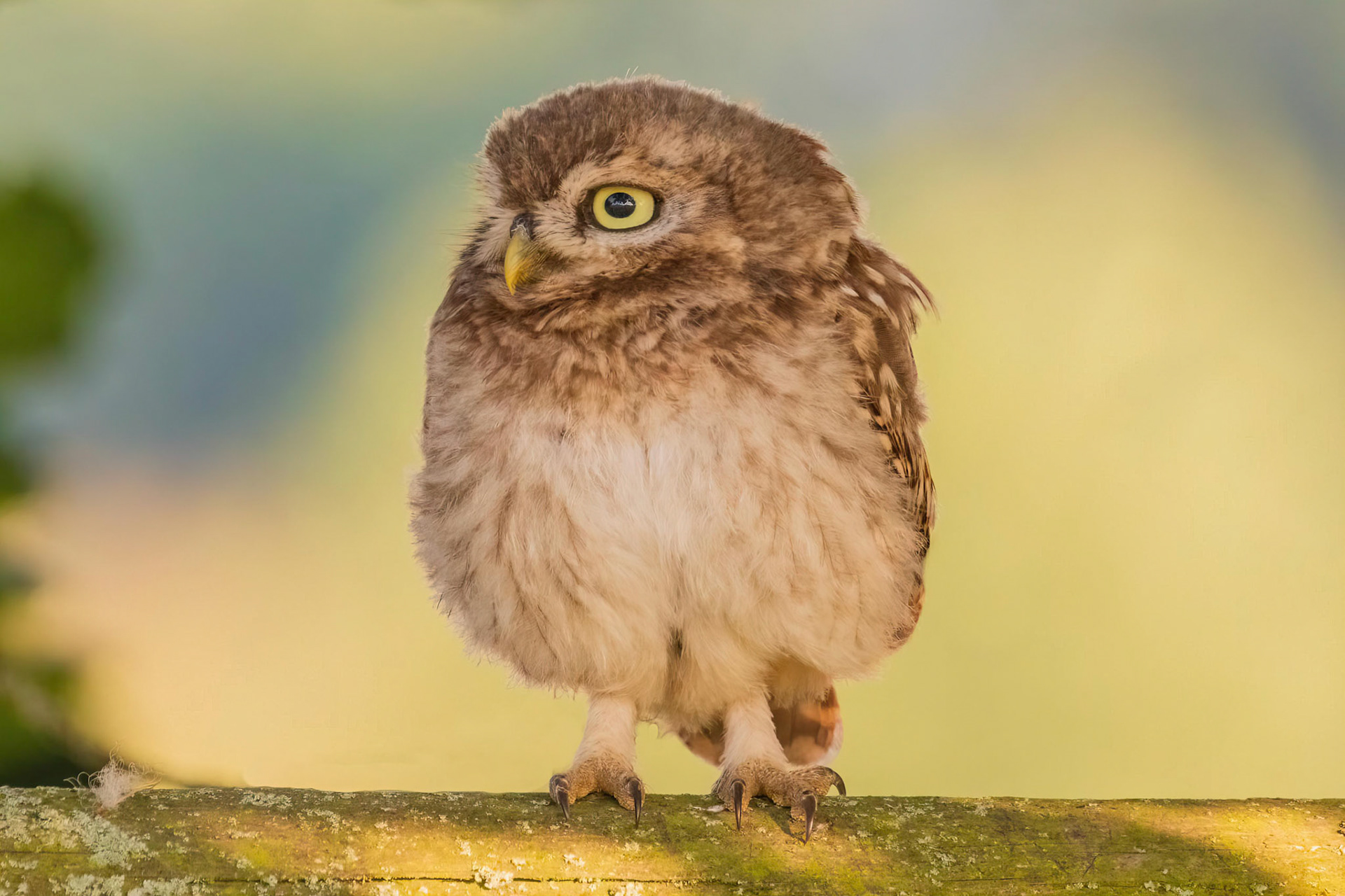 Little Owl ⒸArthur Cicada 2022