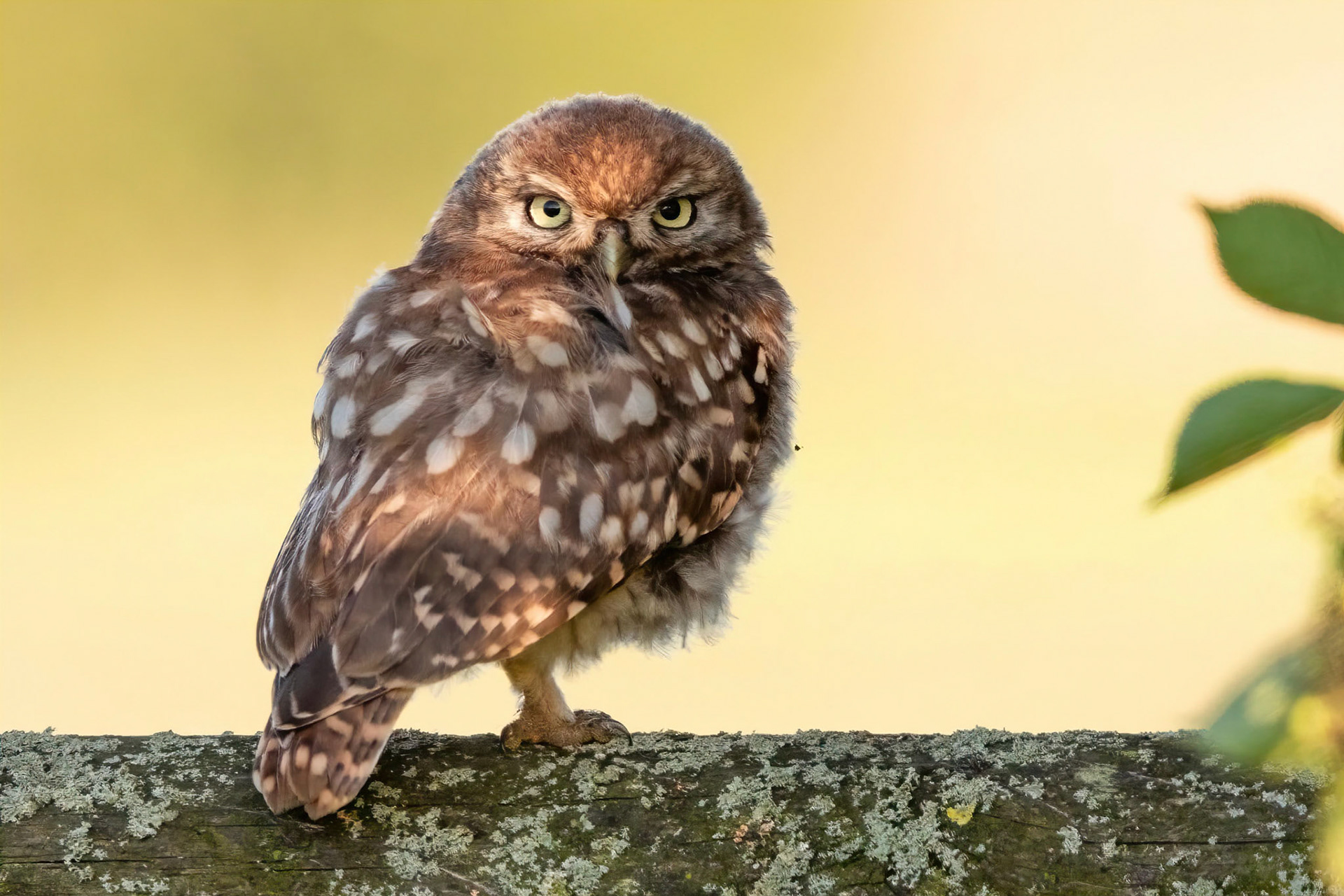 Little Owl ⒸArthur Cicada 2022