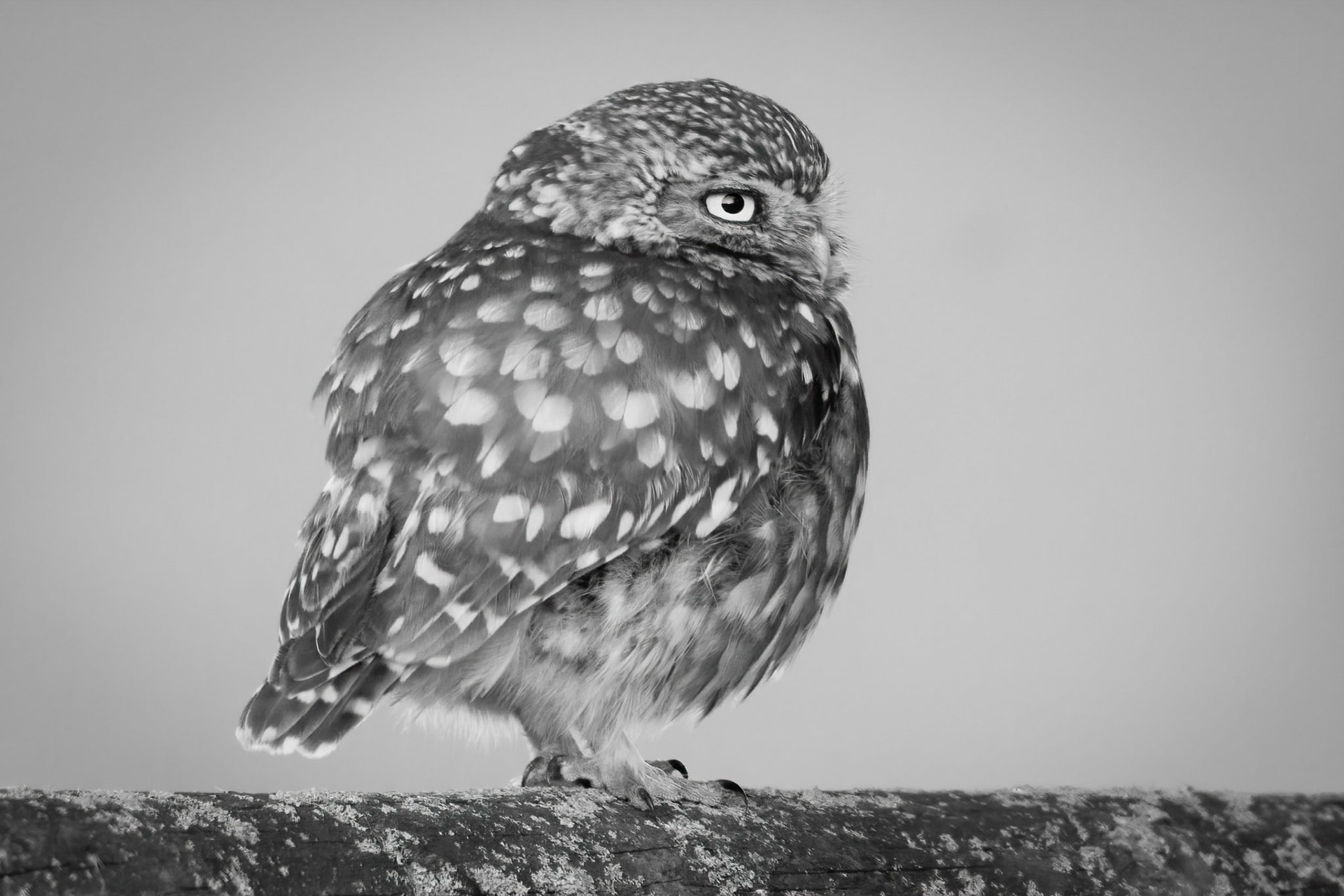 Little Owl ⒸArthur Cicada 2022