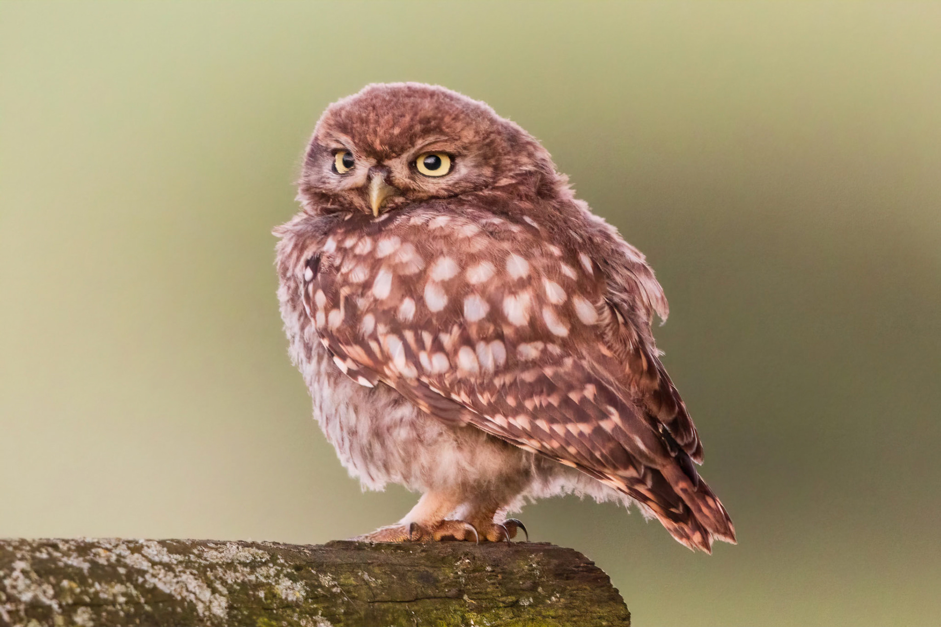 Little Owl ⒸArthur Cicada 2022